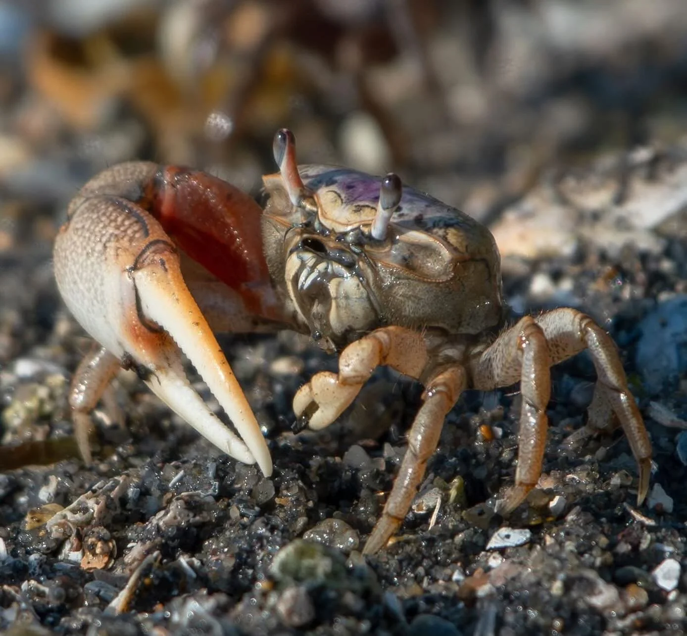 Fiddler crabs! (Male) #fiddlercrab