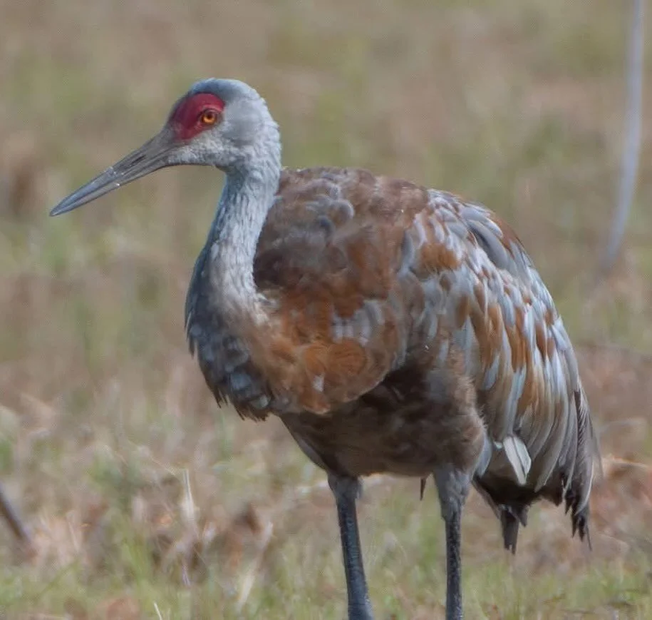 Had a chance to photograph #sandhillcranes today!  In other parts of the country they are nbd but around here they are bird celebrities! The two adults have the bright red on their heads and their juvenile &quot;colt&quot; is the drab gangly teen wit