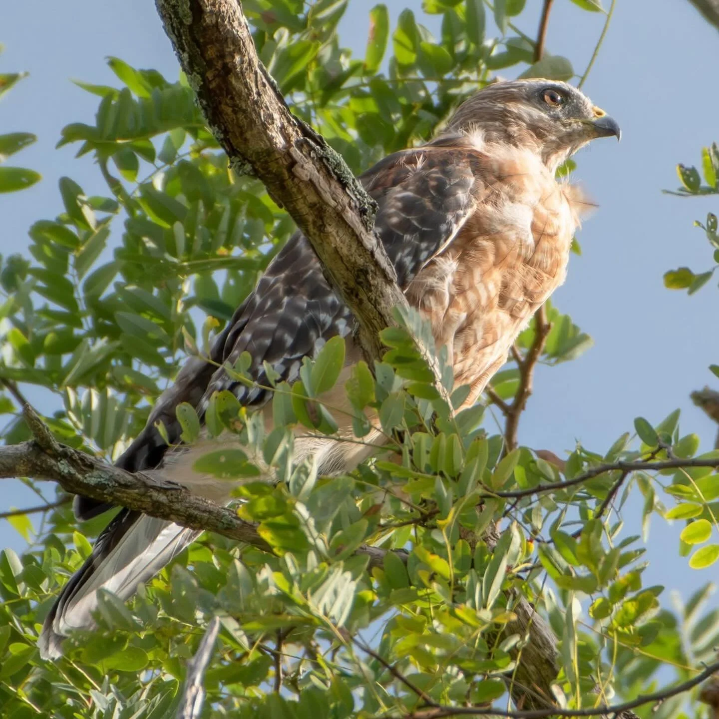 This #redshoulderedhawk landed near me, gave me a few minutes to watch it, then flew off again. Still my best RSH sighting ever!