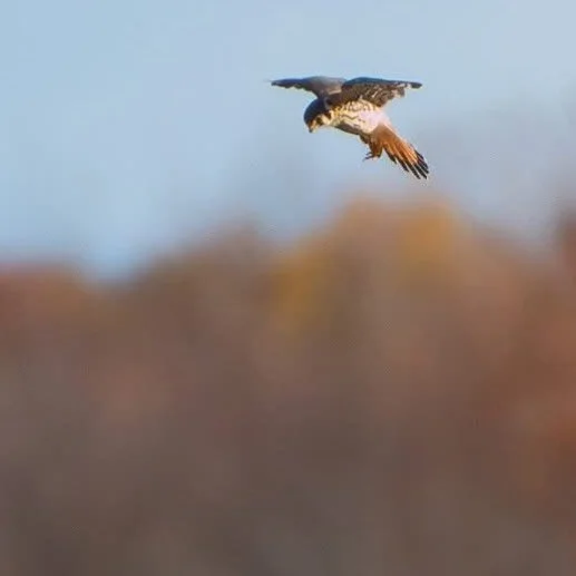 Male Kestrel hover-hunting in the distance.