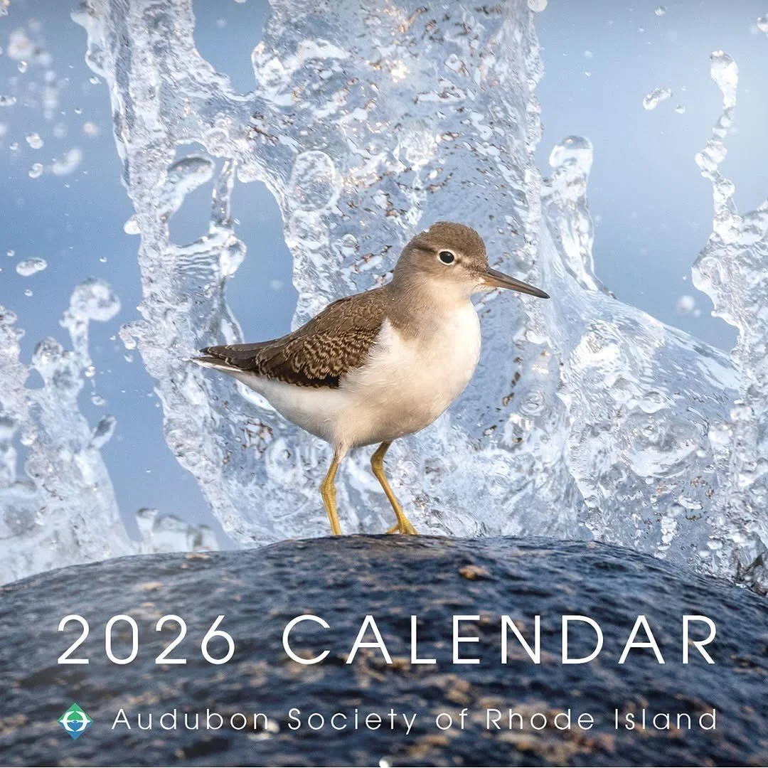 Excited to share that my #greenheron photo taken right here in Warren, along the Kickemuit River, has been selected for the 2026 ASRI calendar! It's especially fun since I'm back to back with my good friend @ptr.grn 😄
You can order on-line or buy ri