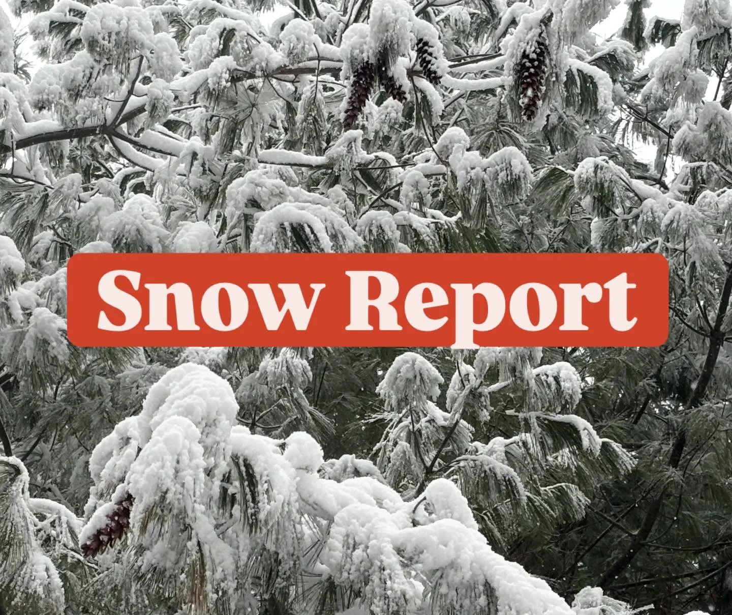 The snow is beautiful; wet and heavy and clinging to everything! Cleaning your car is easy; main roads are down to pavement. Parking lots are cleared.  We are open!  It's also the perfect snow for a snowman or snowball fight!  Local roads may still b