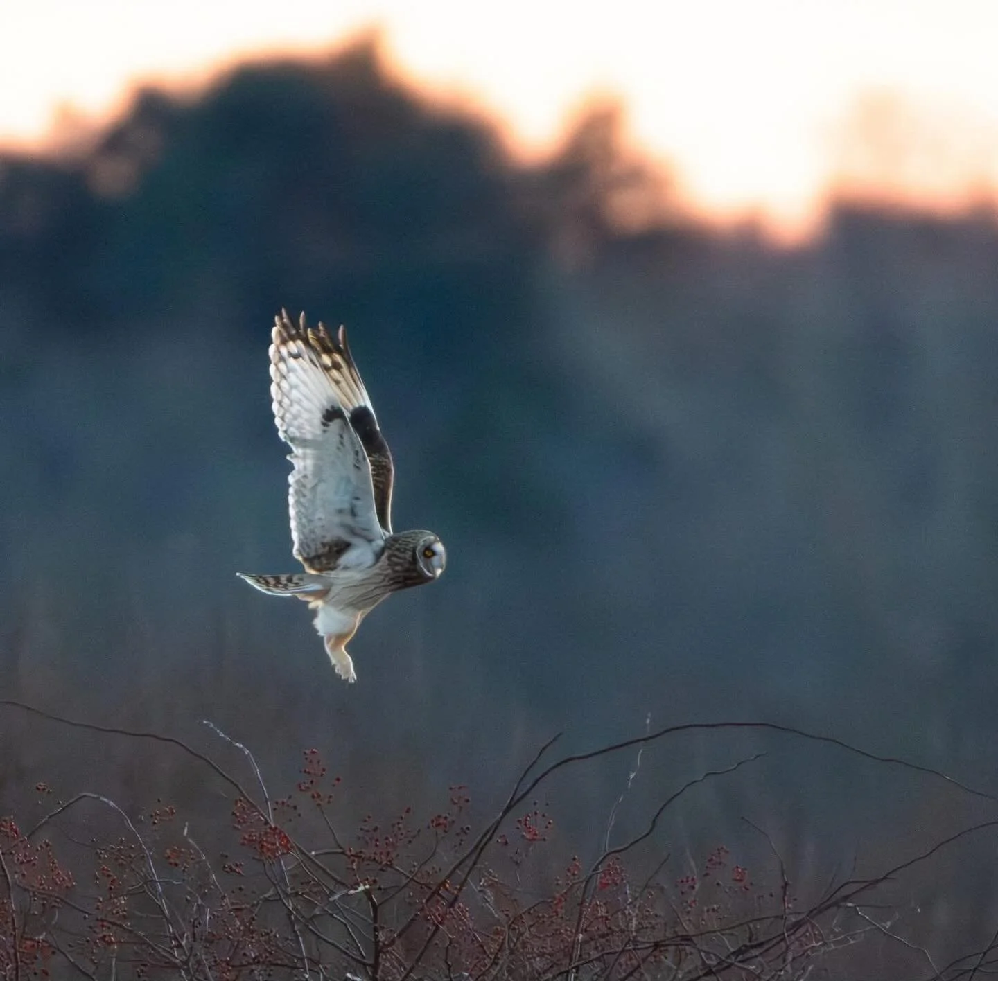 Liftoff! #shortearedowl