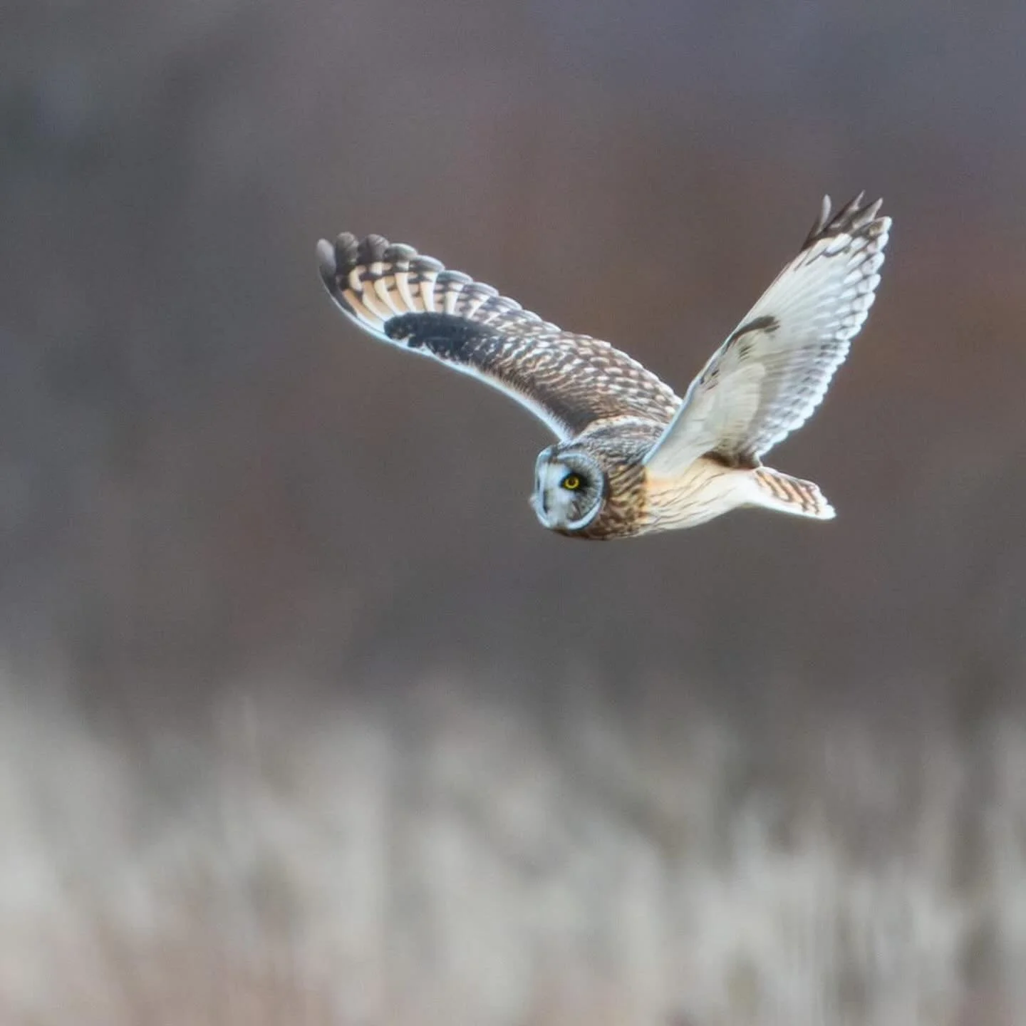 Hello there my Arctic friend!