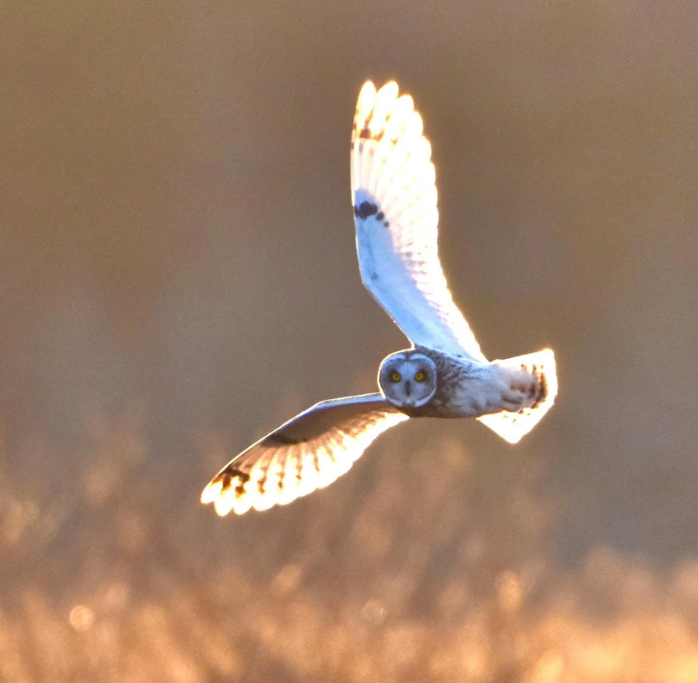 Some of my favorite photos from the past year (that are still on my phone this New Year's Eve). Happy New Year everyone!  Wildlife is important. Please don't be convinced otherwise.