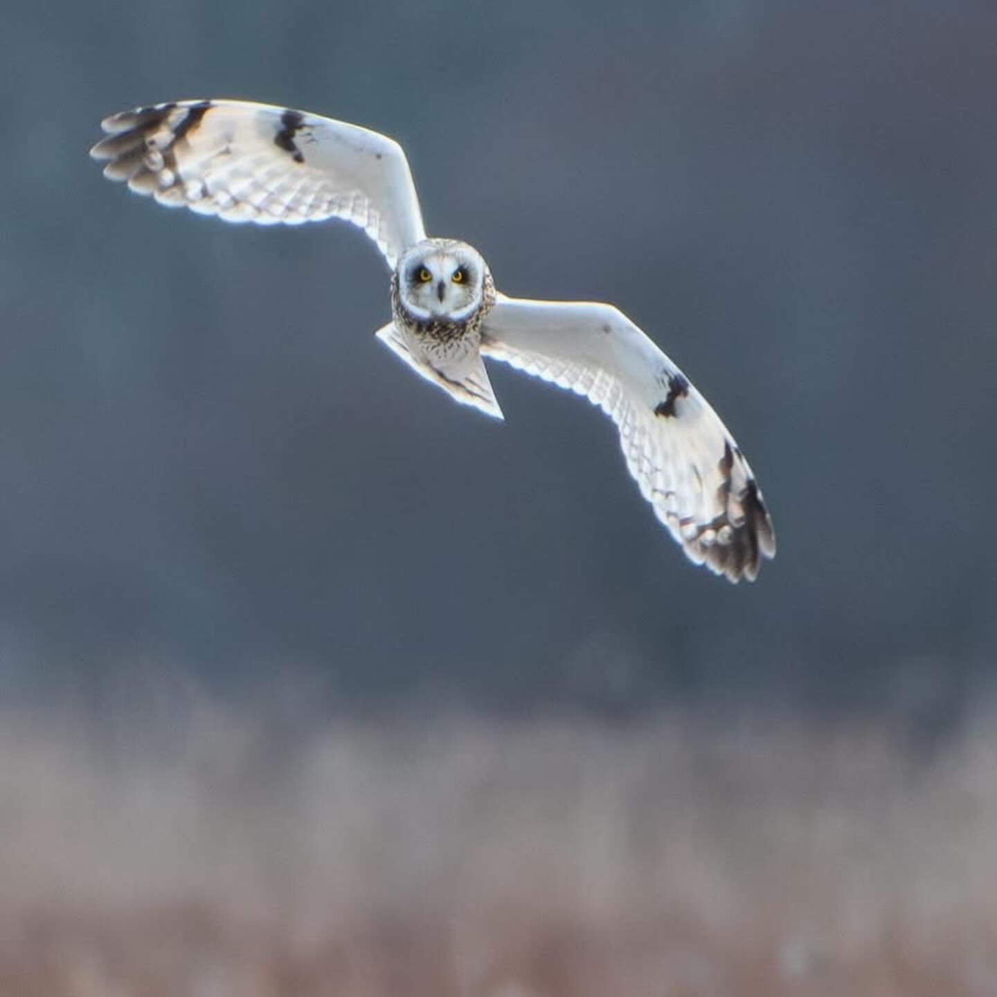 It's #nationalbirdday; here are some bird photos from this afternoon to celebrate! #shortearedowl