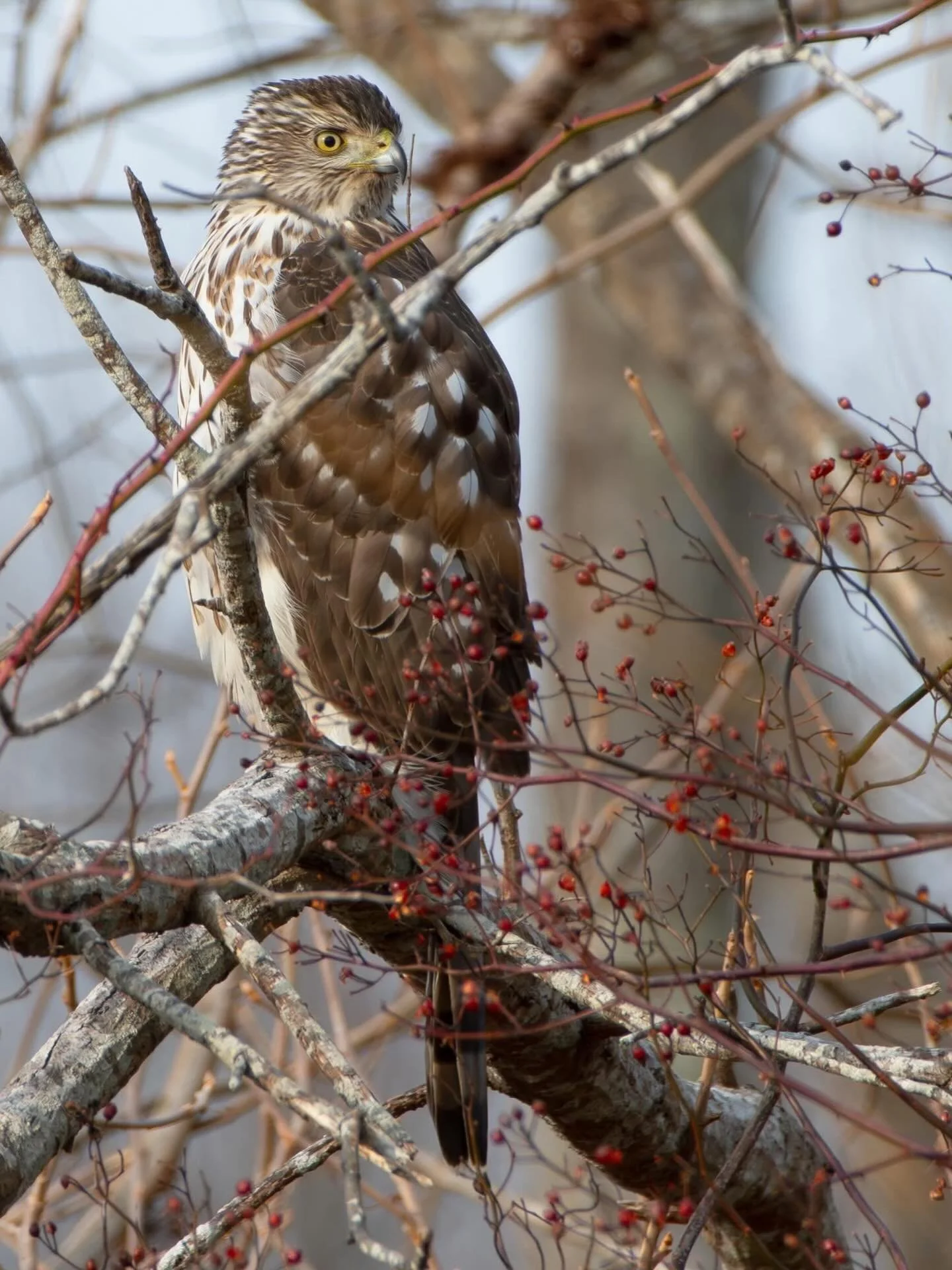 Immature female #coopershawk surveying her surroundings.