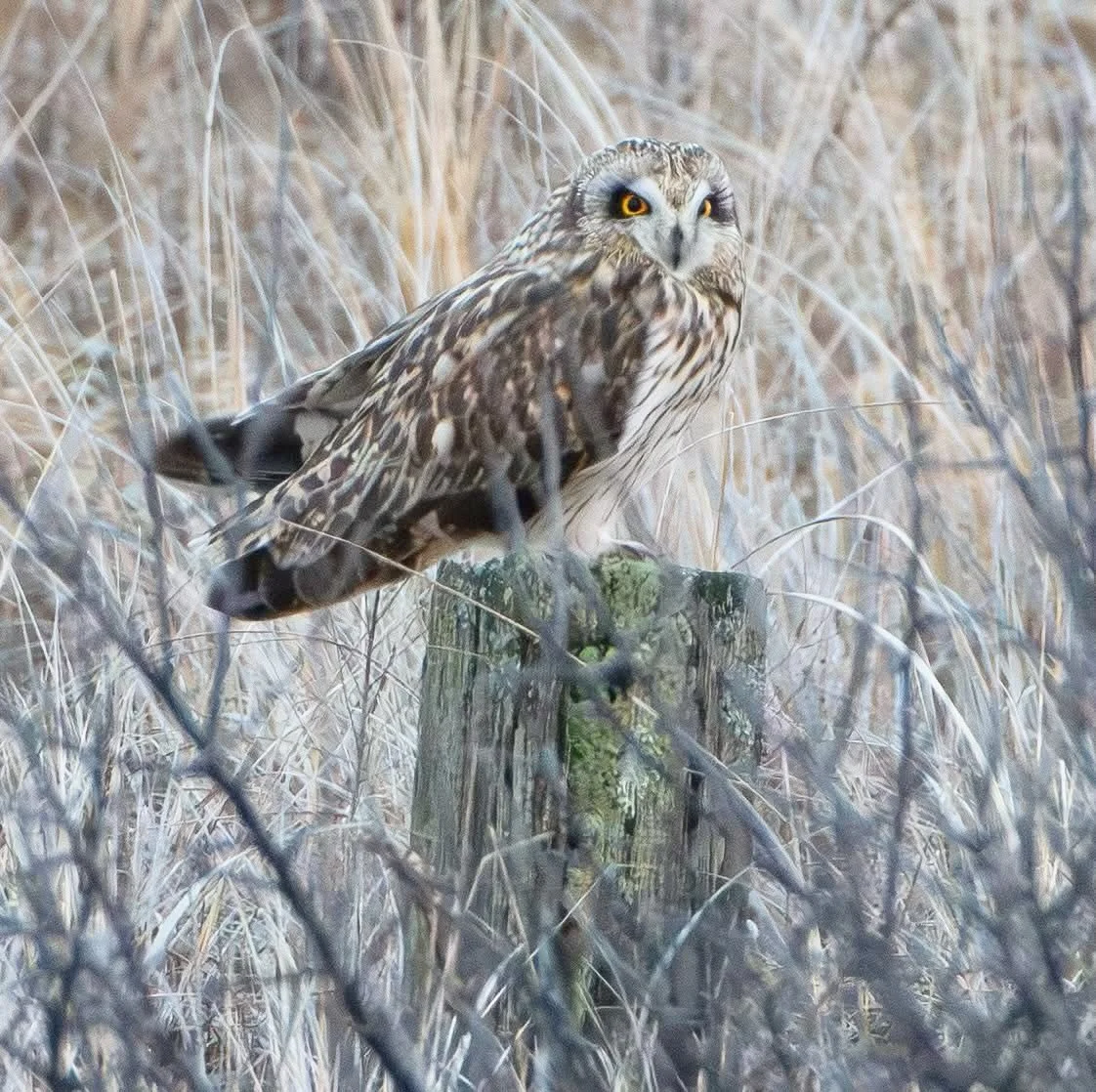 How I spied this camouflaged little beauty in the sea grass as the sun set without even having seen it land is a mystery to me but I'll take it! #shortearedowl