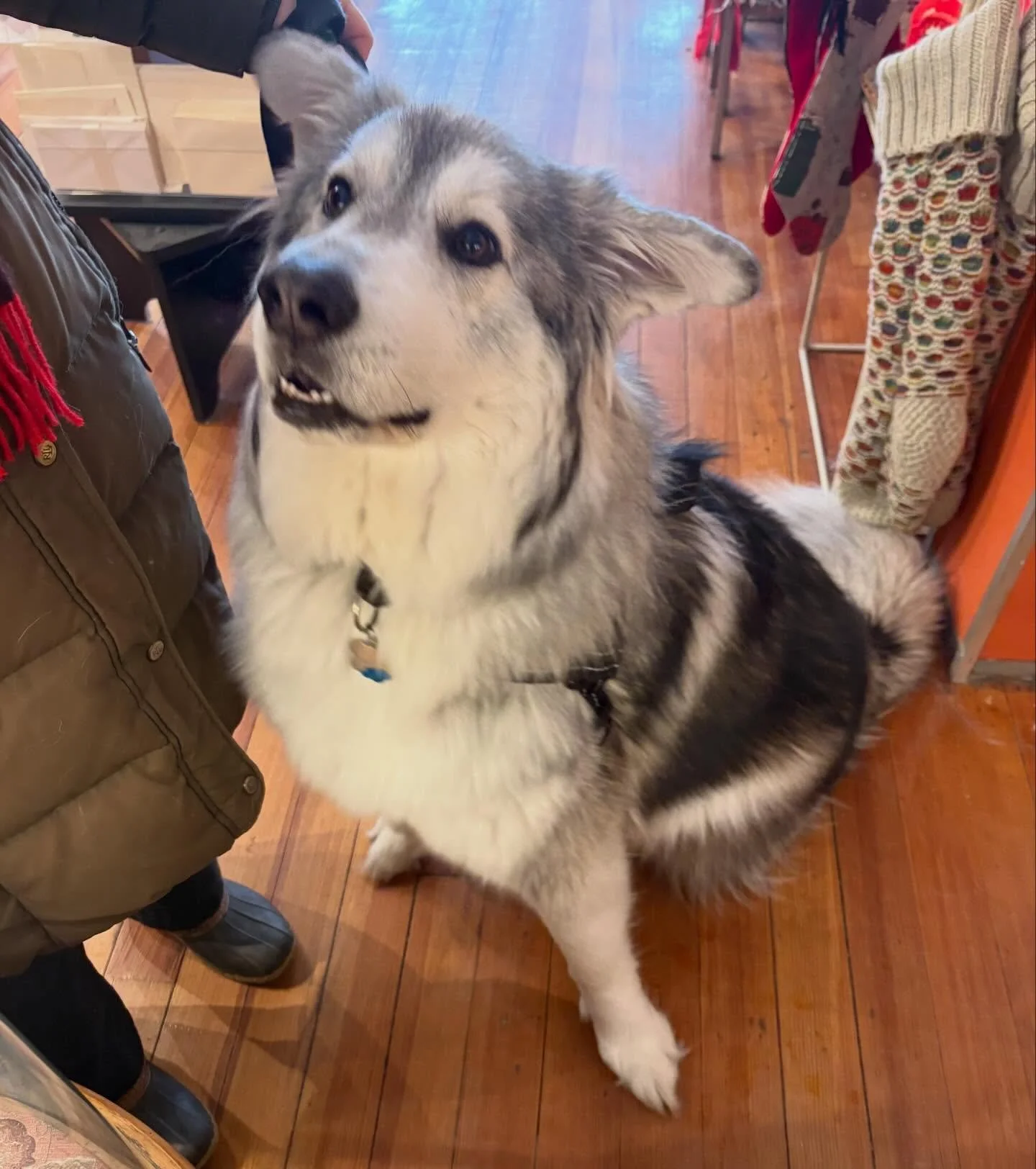 Hen is the goodest girl who politely loved her treats.