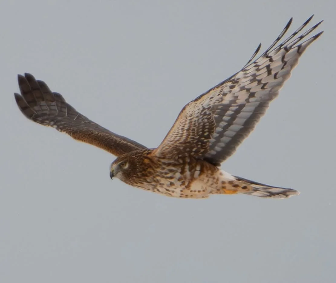 A little #northernharrier love