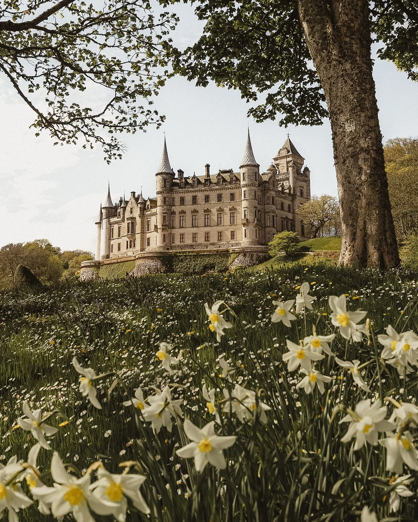 &ldquo;If you have a garden and a library, you have everything you need.&rdquo; {Cicero}
~
Dunrobin Castle, beautiful inside and out. Especially in the spring! 🌷🌼🌿

#dunrobincastle #nc500 #scottishhighlands #visitscotland
