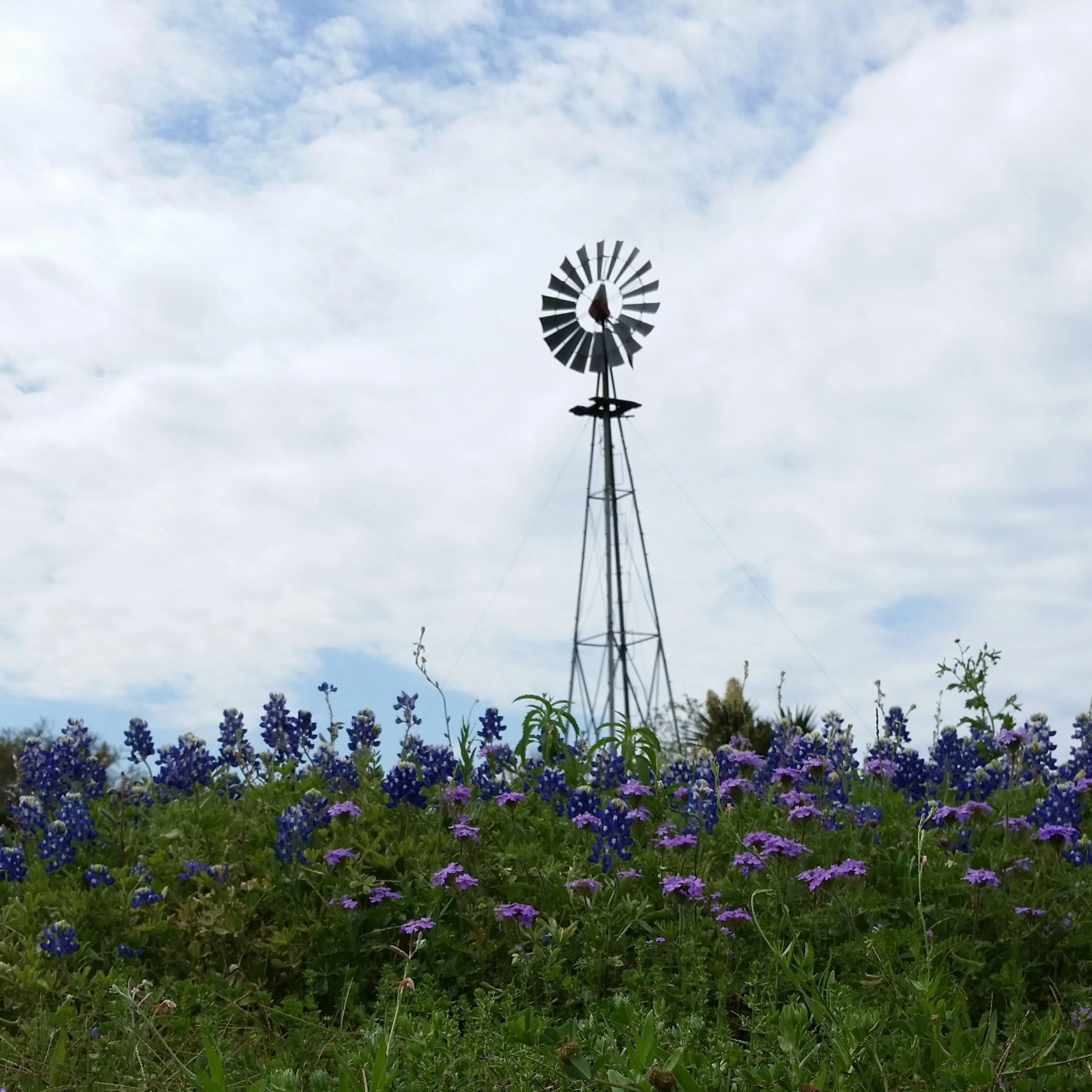Windmill surrounded by bluebonnets and wildflowers