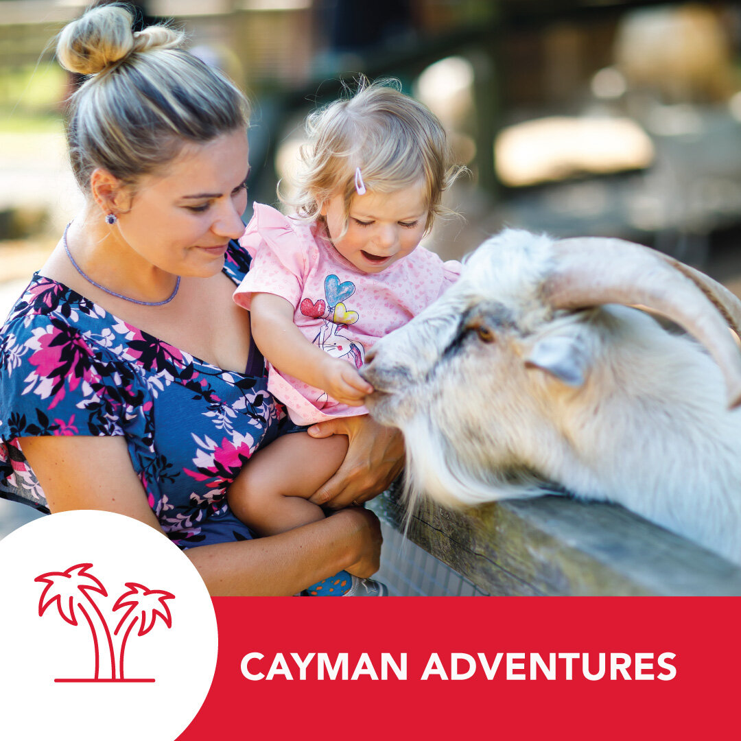 Who doesn't love an adventure? 🤠

This Wednesday, why not spend the day surrounded by the beauty of nature and embracing all the charm's of Cayman's culture at the 55th Agricultural Show. 🌱

⏰ Wednesday, 14th Feb 2024 - 7:00am to 6:00pm
🎟️ Entranc