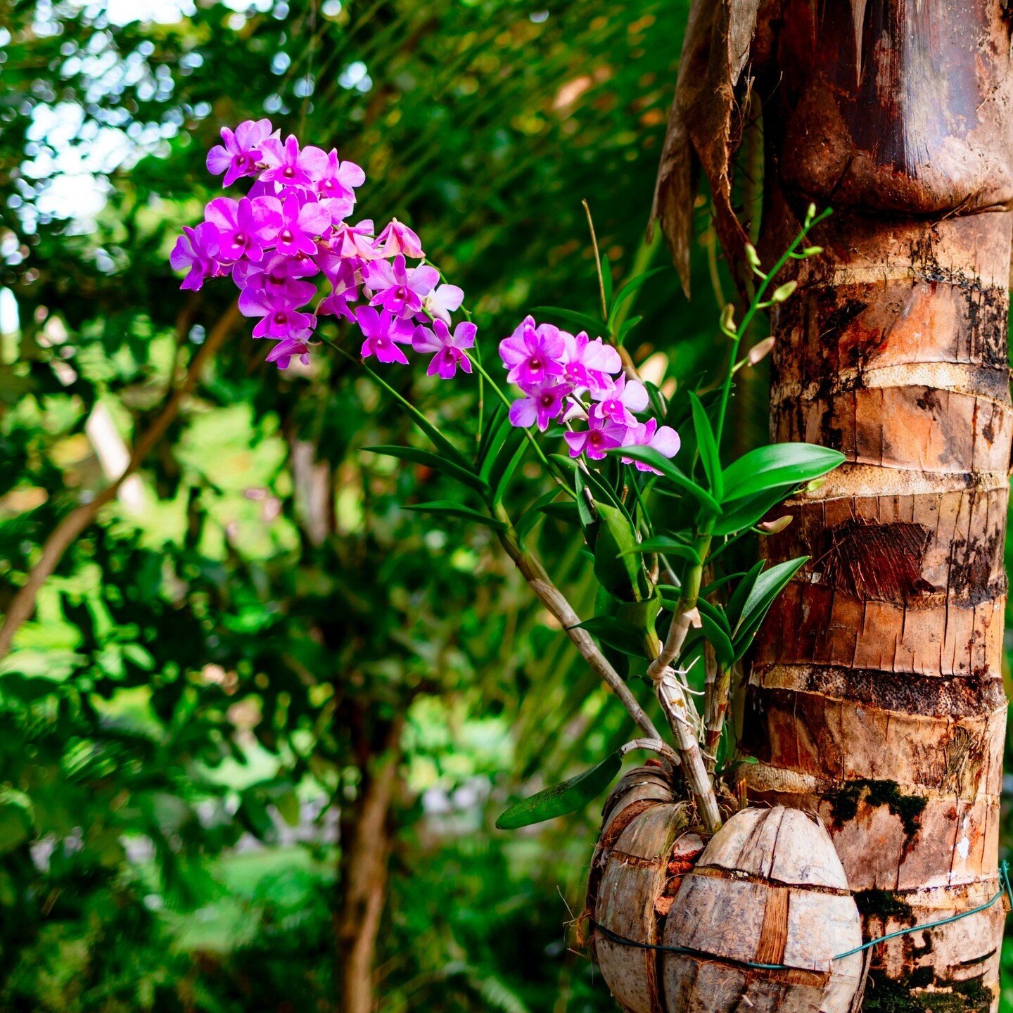 Have you ever explored the Queen Elizabeth II Botanic Park here in the Cayman Islands? 🌴

If you haven't yet, then why not take a scenic drive out to the park this weekend to enjoy the fantastic florals of their #Orchid Show and Sale! 🌸

⏰ Saturday