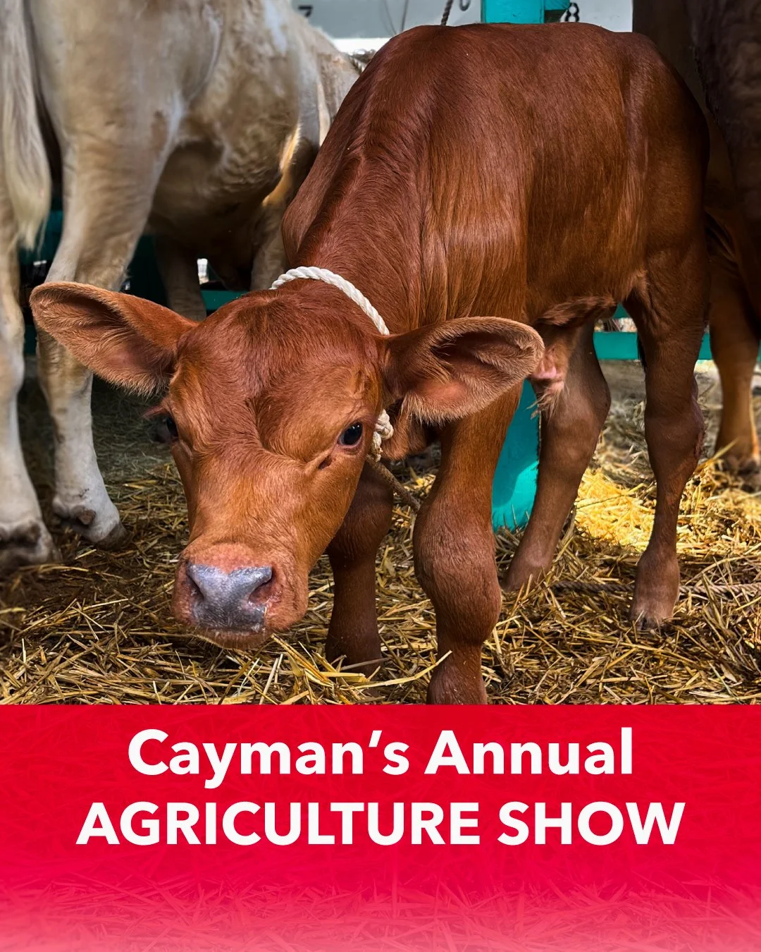 #PublicHoliday plans?

If you're looking for something fun to do tomorrow, why not spend the day enjoying the 57th annual Agricultural Show! 🌱 From friendly farm animals to delicious local treats, crafts, and so much more, this beloved event offers 
