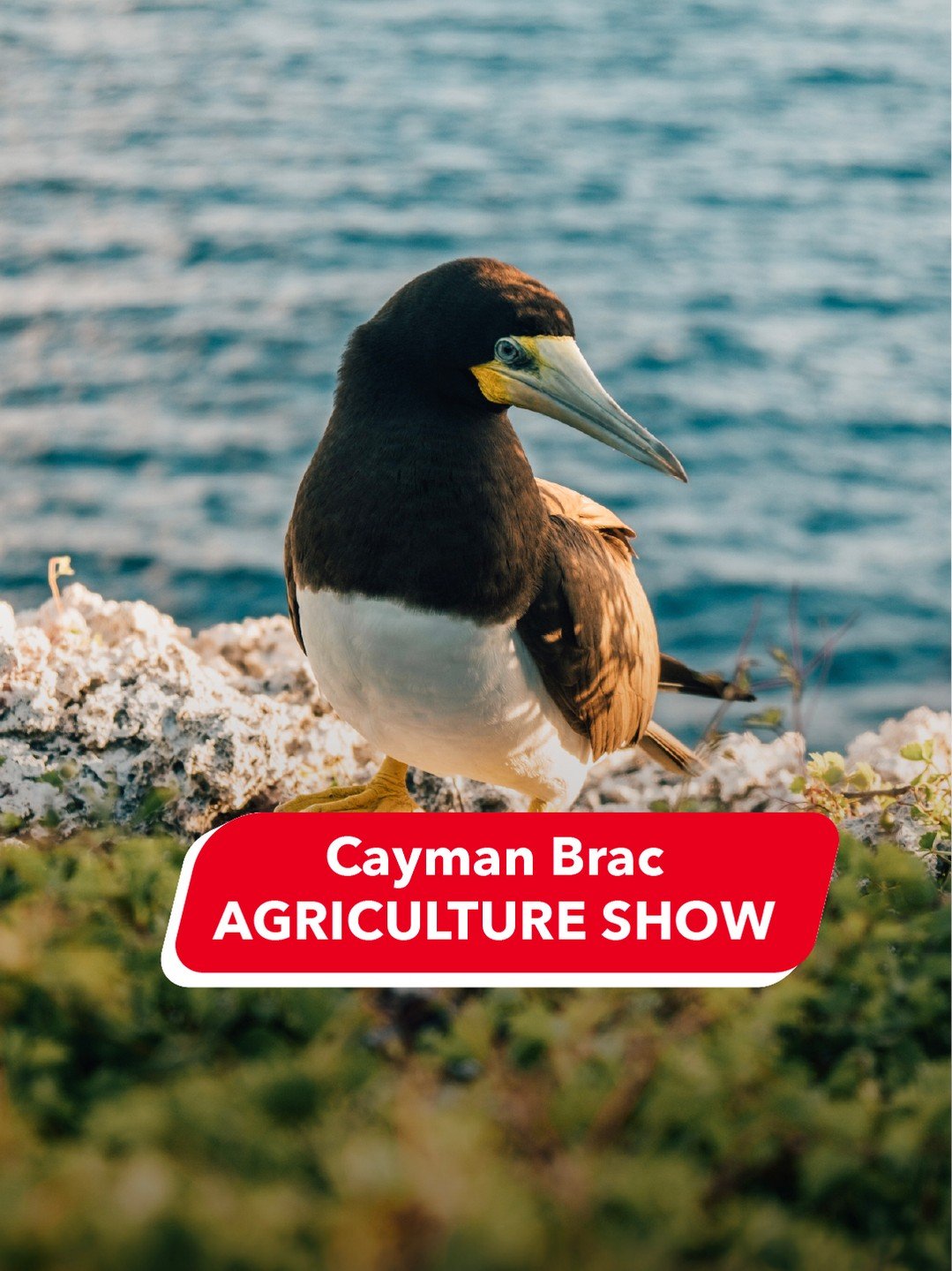 Visiting #CaymanBrac this weekend?

If you're making the trip over to our Sister Island, be sure to check out the #CaymanBracAgricultureShow, and enjoy the celebration of agriculture, culture, creativity and community.

🏝️ Cayman Brac
📍 Agriculture