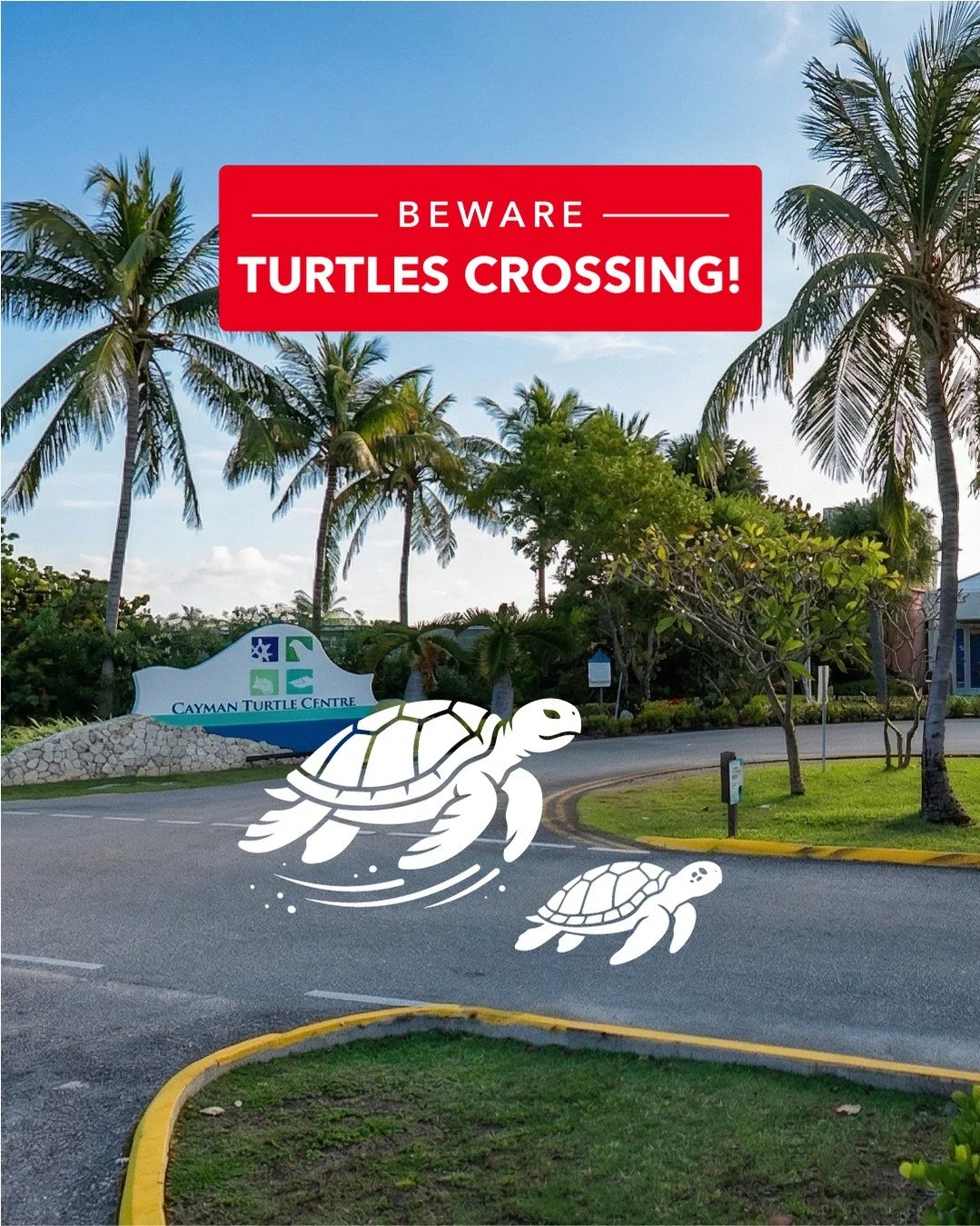 🚨 #CaymanTraffic Update: Slow movers expected on the roads this Sunday&hellip; 🐢

The @caymanturtlecentre's annual Turtle Crawl 5K is back this weekend, with the race kicking off on Sunday 26th April at 6:00am.

The event registration fee is CI$30,