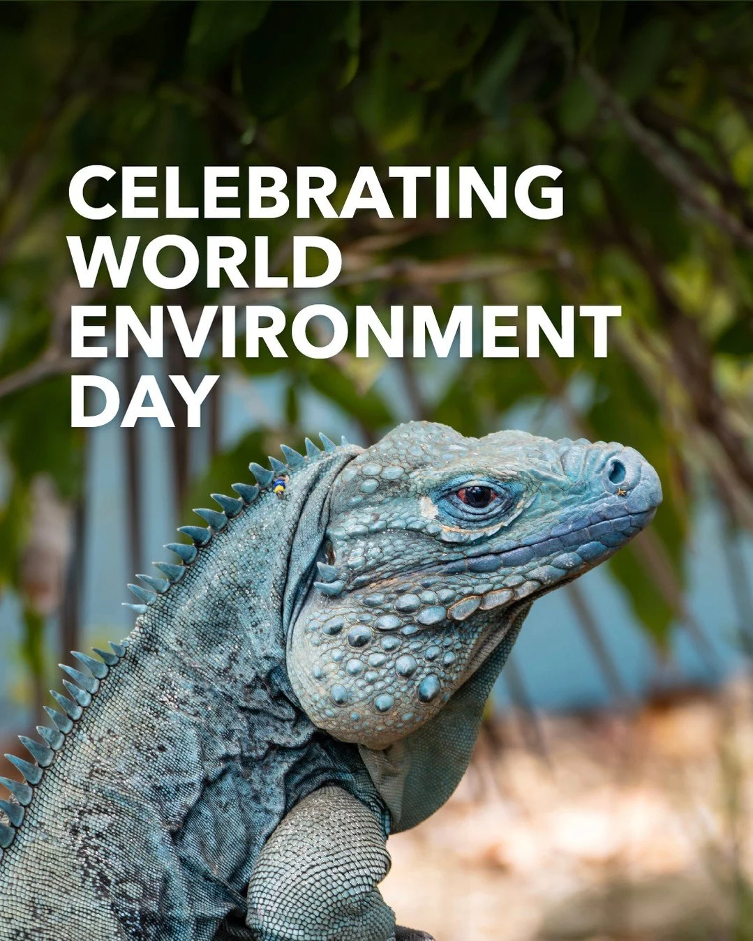 Today is #WorldEnvironmentDay 💚

From our coral reefs to the iconic Cayman Blue Iguana, the Cayman Islands are home to some truly special natural treasures 🦎

If you're looking for a way to celebrate the day, visit the @qeiibotanicpark and learn mo