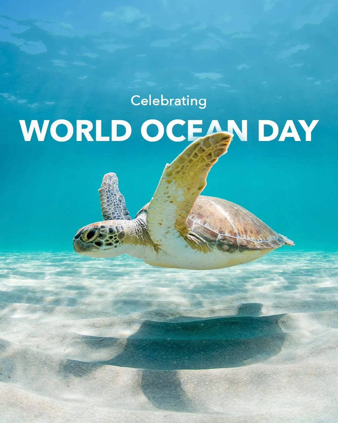 The ocean has always been at the heart of life here in the Cayman Islands. 🌊

From our rich maritime history and seafaring heritage to the crystal-clear waters, vibrant coral reefs, and abundant marine life that draw visitors from around the world, 