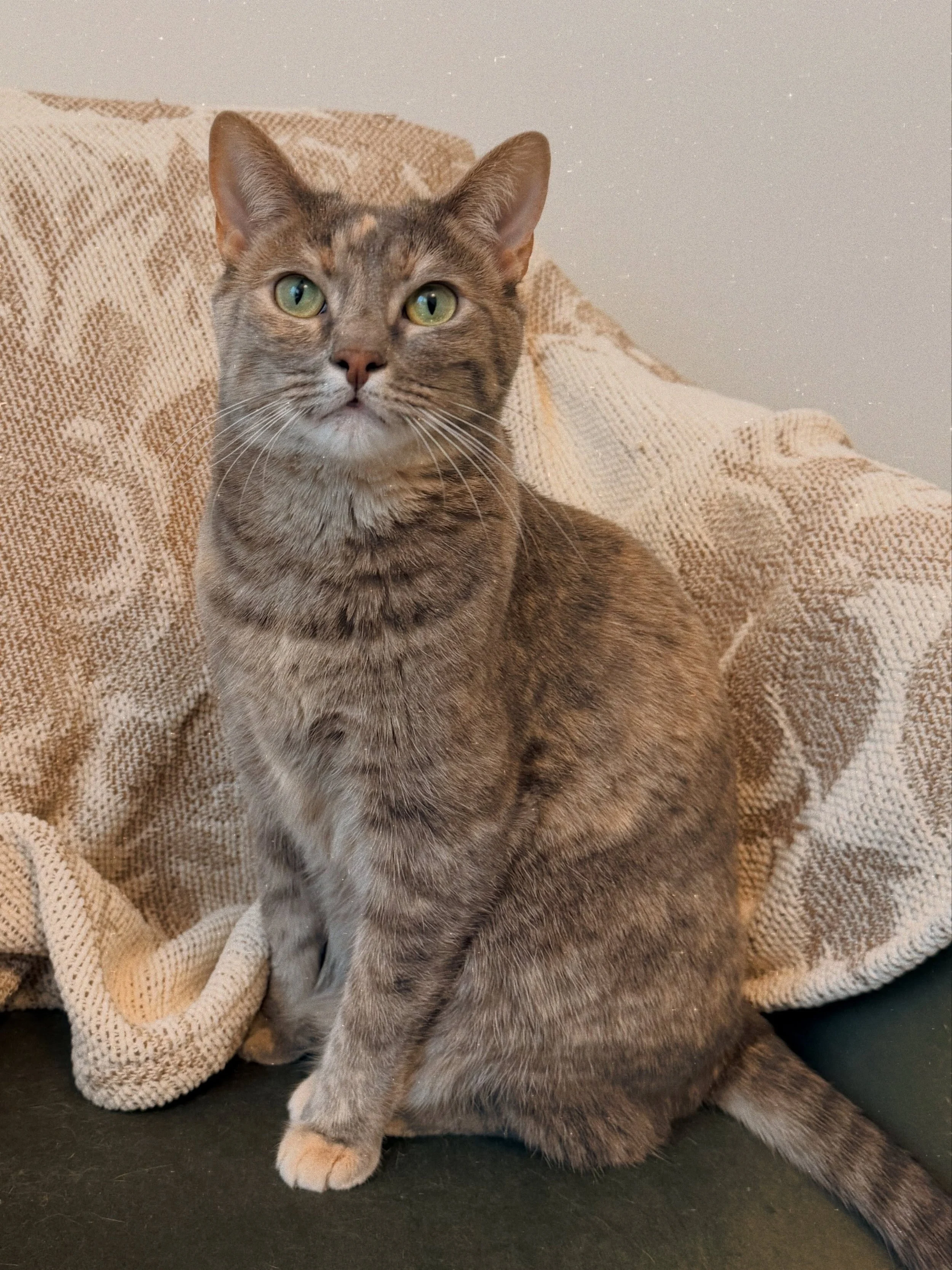Rhythms of spring 🌷🐈🕯️🖼️🪺🌿🍪🥖