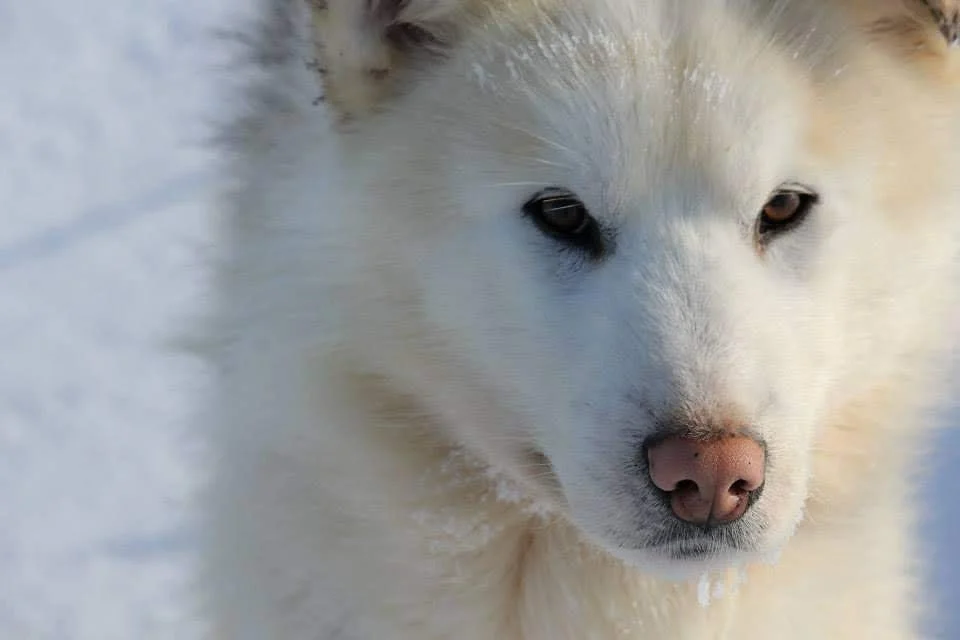 greenland 2015 5.jpg