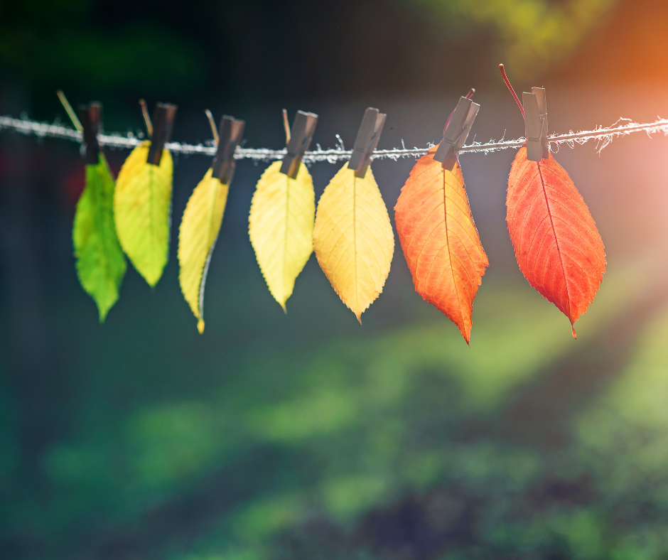 Transition Team Update