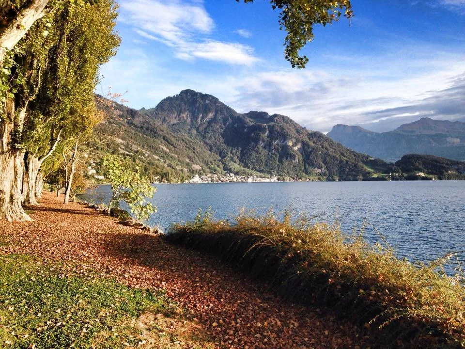 A lakeside scene with tall trees on the left, fallen leaves on the ground, a calm lake, and mountains in the background under a partly cloudy sky.