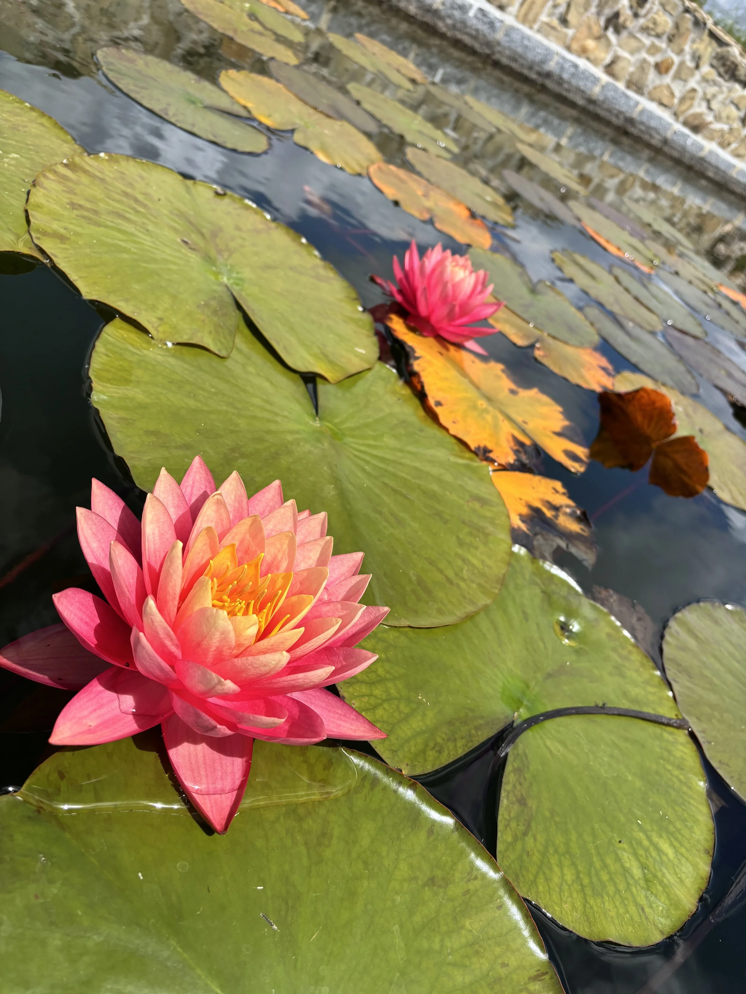 pink and yellow lotuses bloom in a pond
