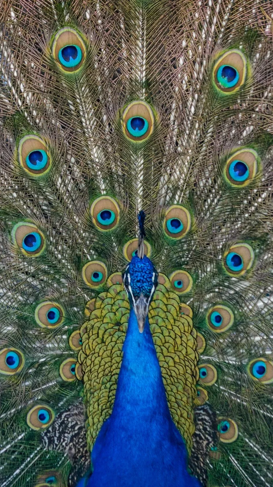 How Synchronicity Connects You to Your Divinity (aka your authentic self)