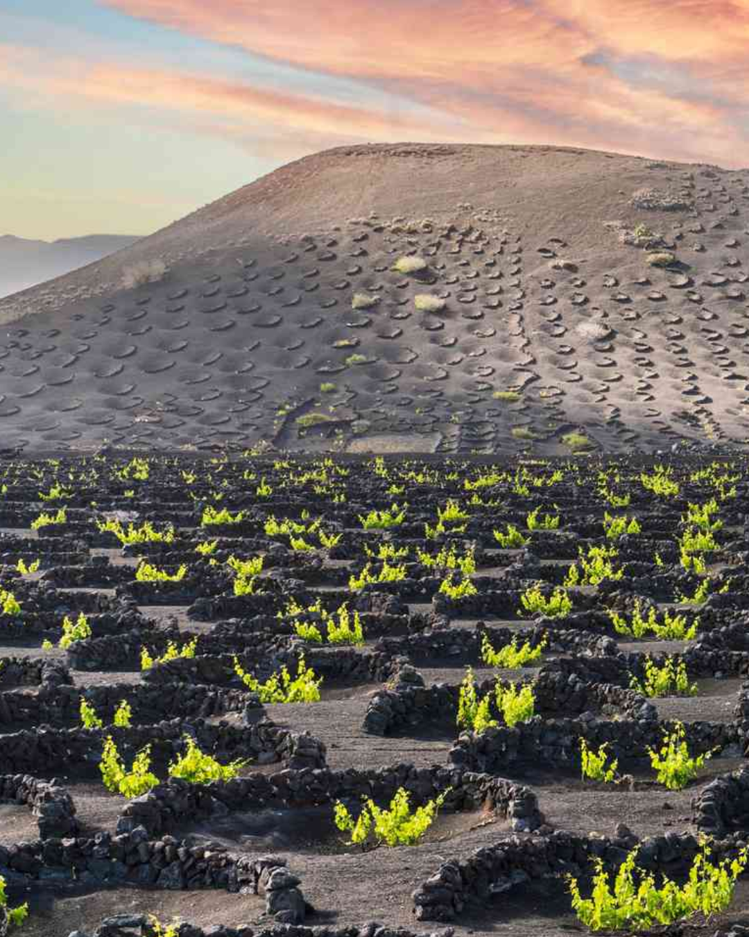 Volcanic Wines, $35