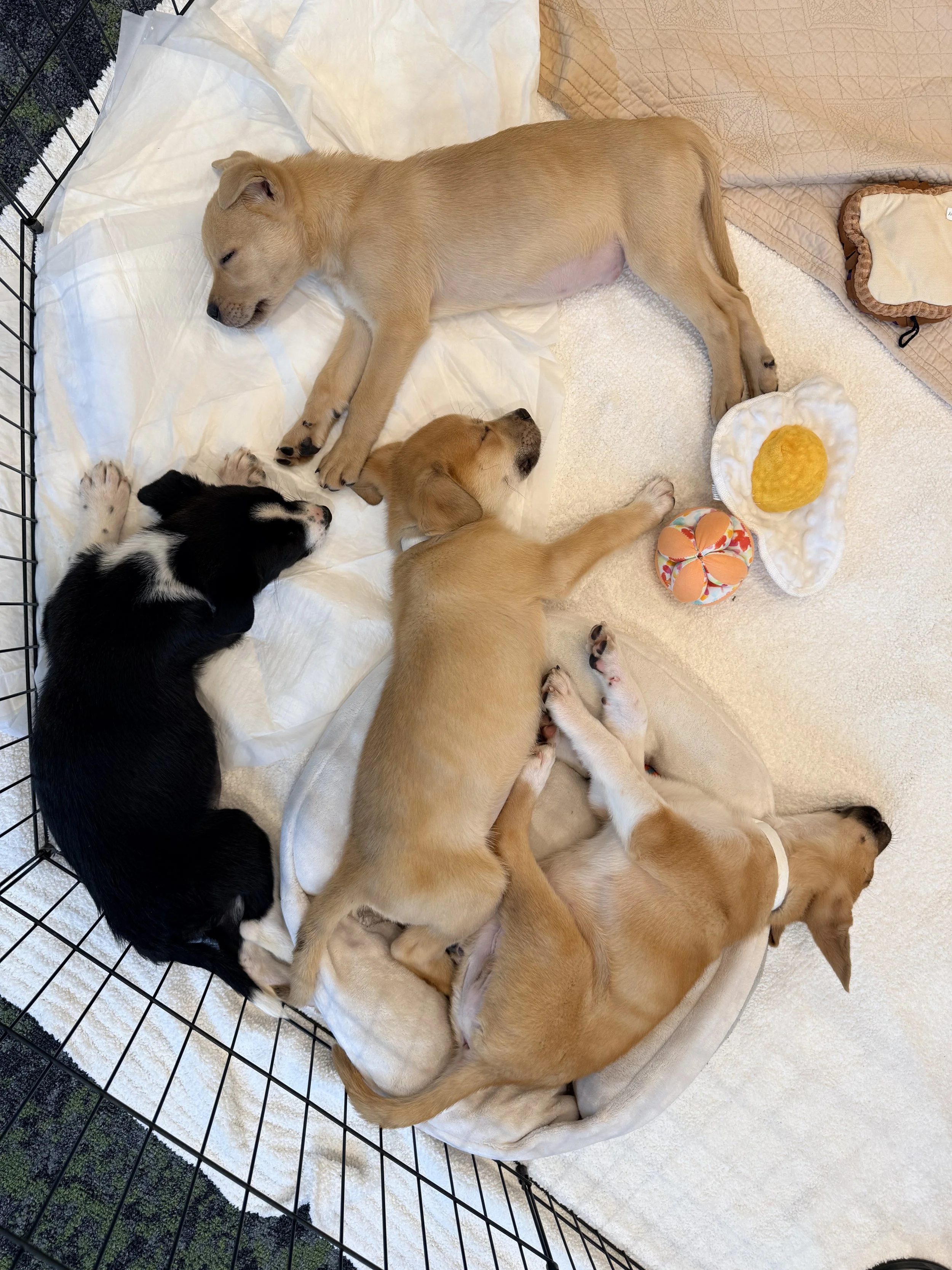 Puppies &amp; Pinots with Oregon Humane