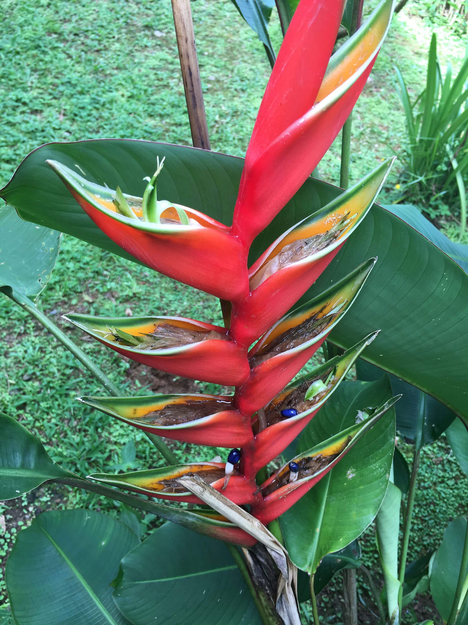 Selva Armonia plant