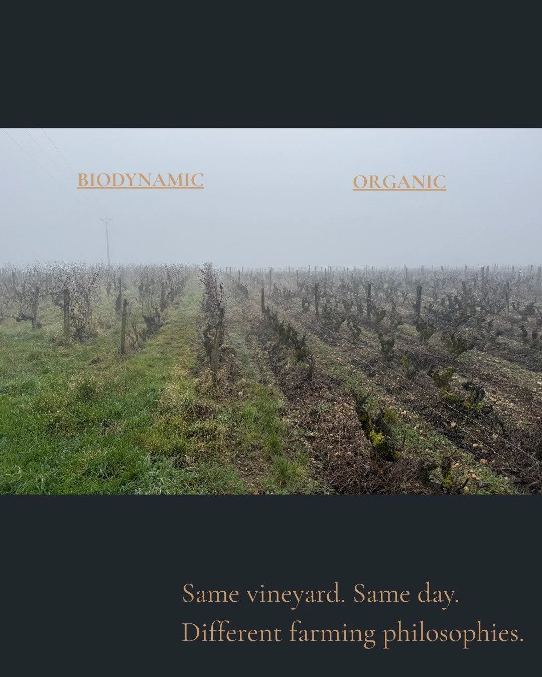 The differences are subtle, but visible. 

Soil vitality, cover crop diversity, and the overall energy of the vineyard. 

In biodynamic farming, you often see more life in the ground:  deeper root systems, healthier microbial activity, and greater re