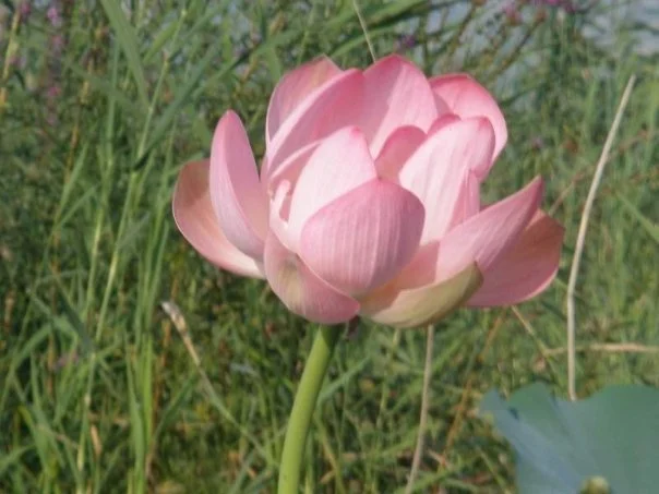 Lotus on Dal Lake, Kashmir