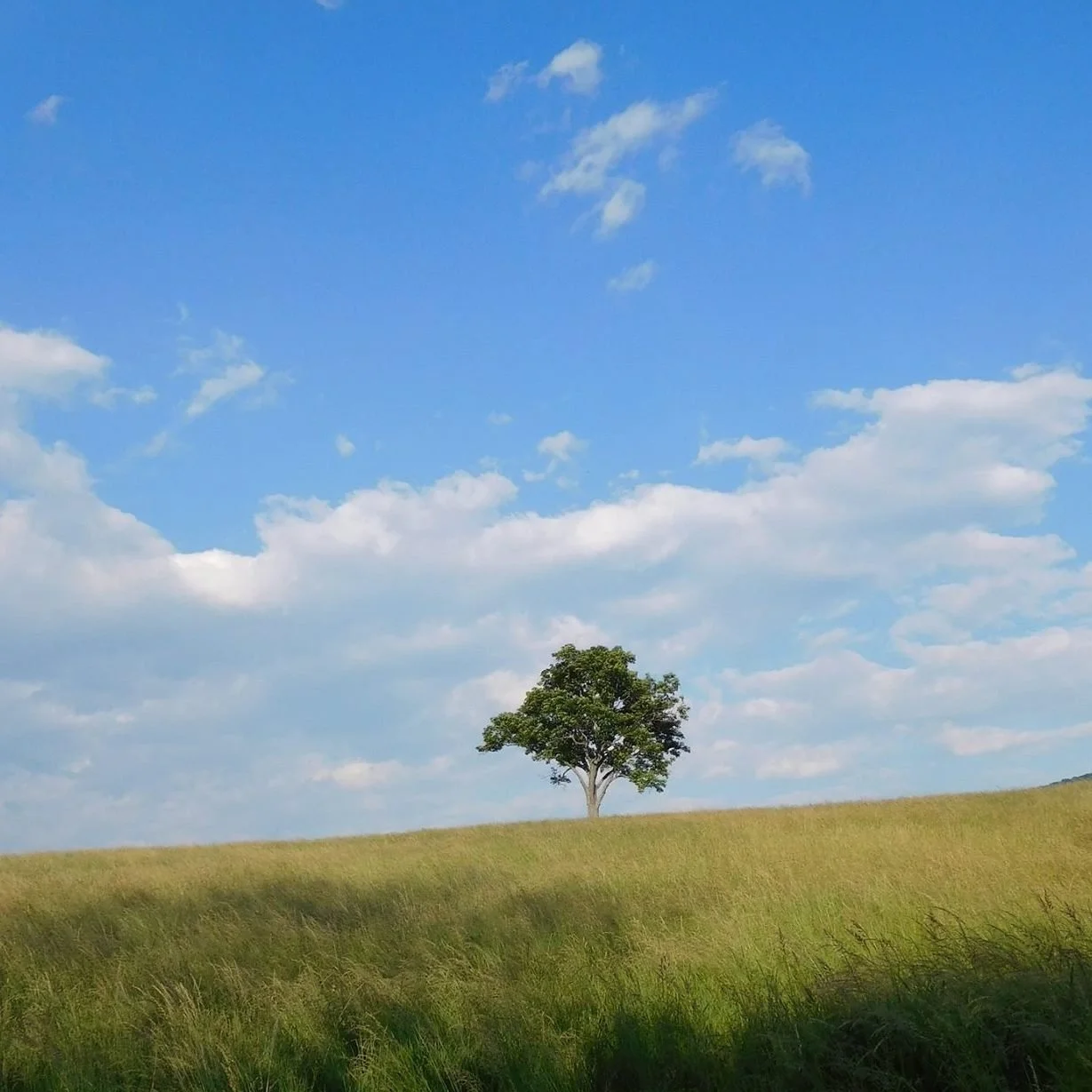 Storm King Art Center. Orange County, NY 