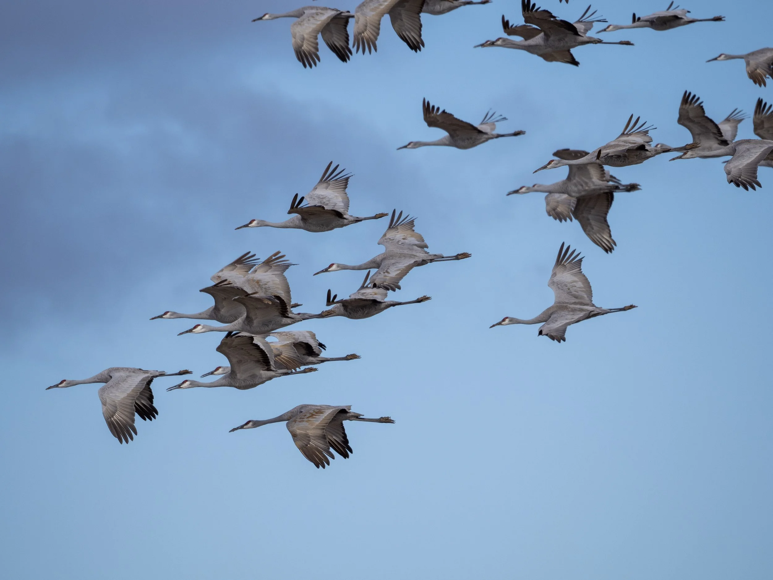 Sandhill Crane - California