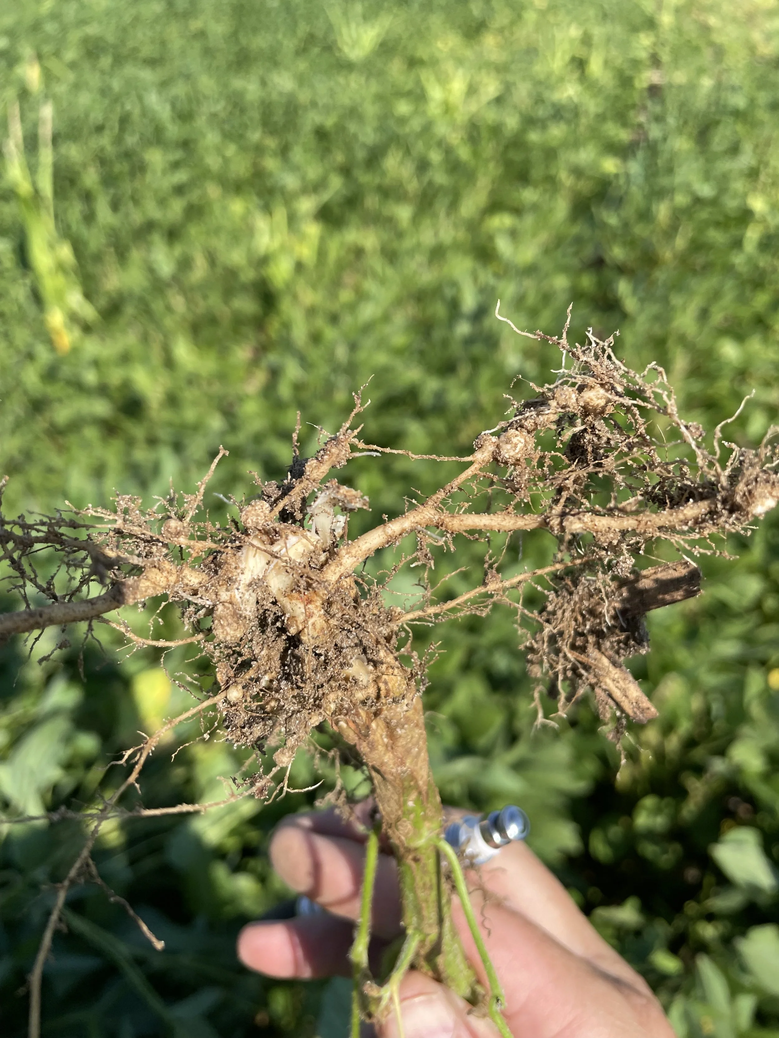 SOYBEAN TRIALS