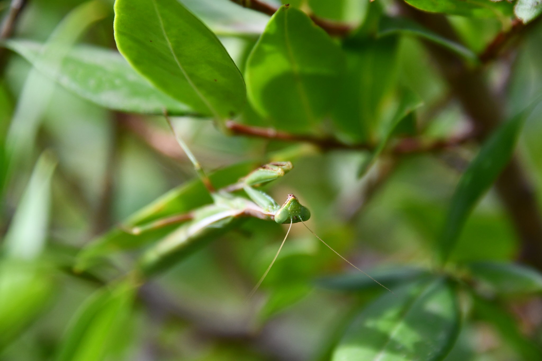 Mantis religiosa