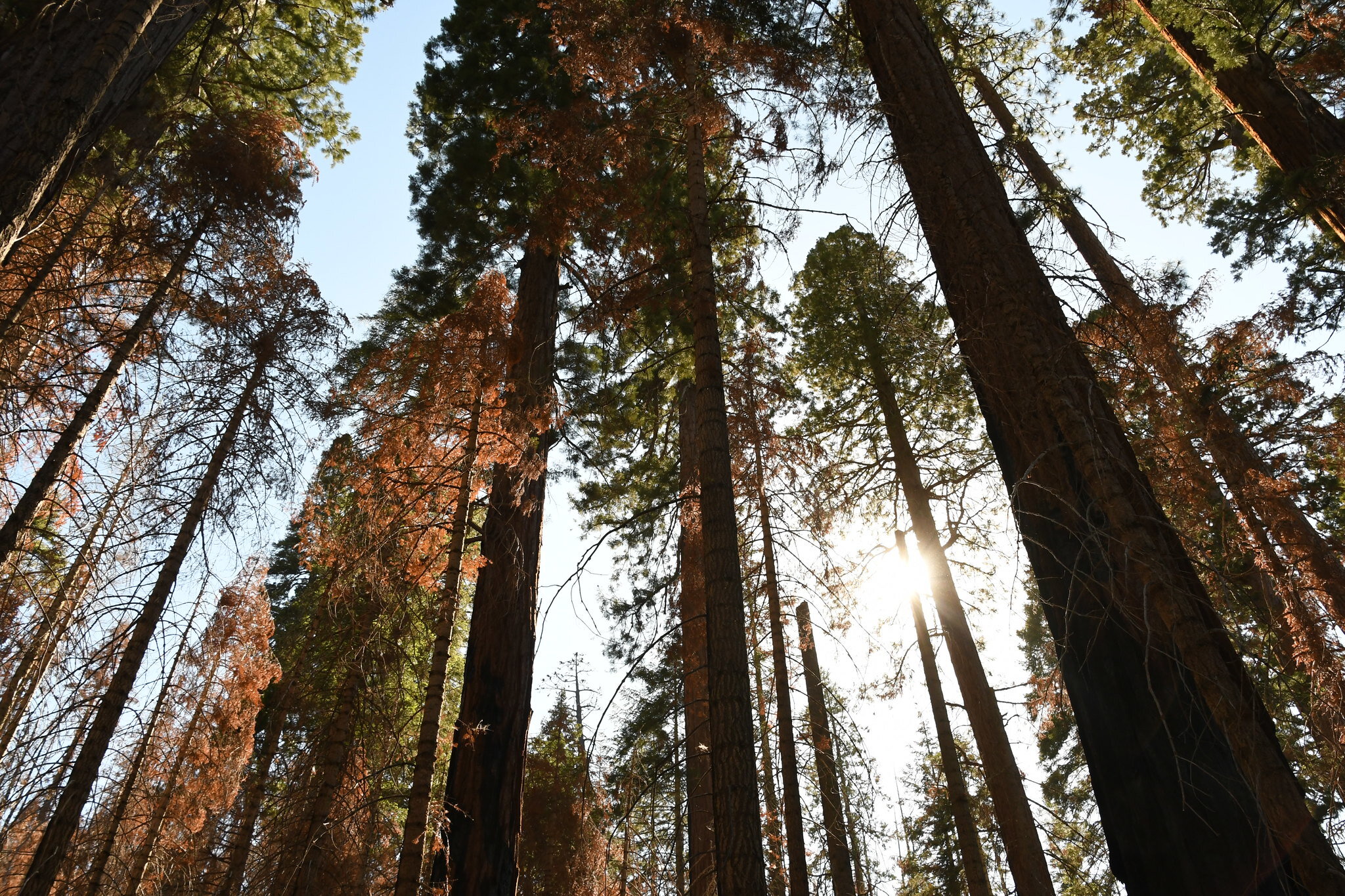 Sequoia National Forest