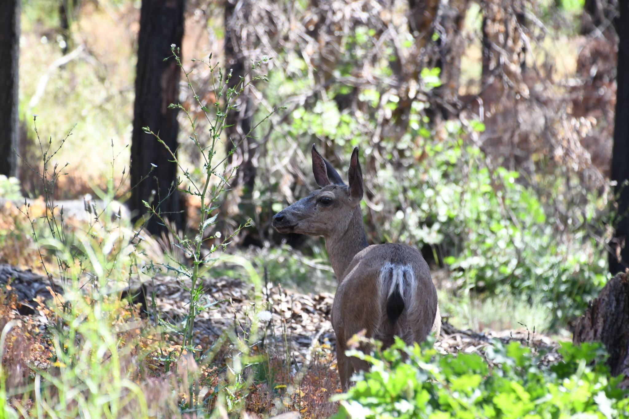Deer encounter in Sequoia National Forest