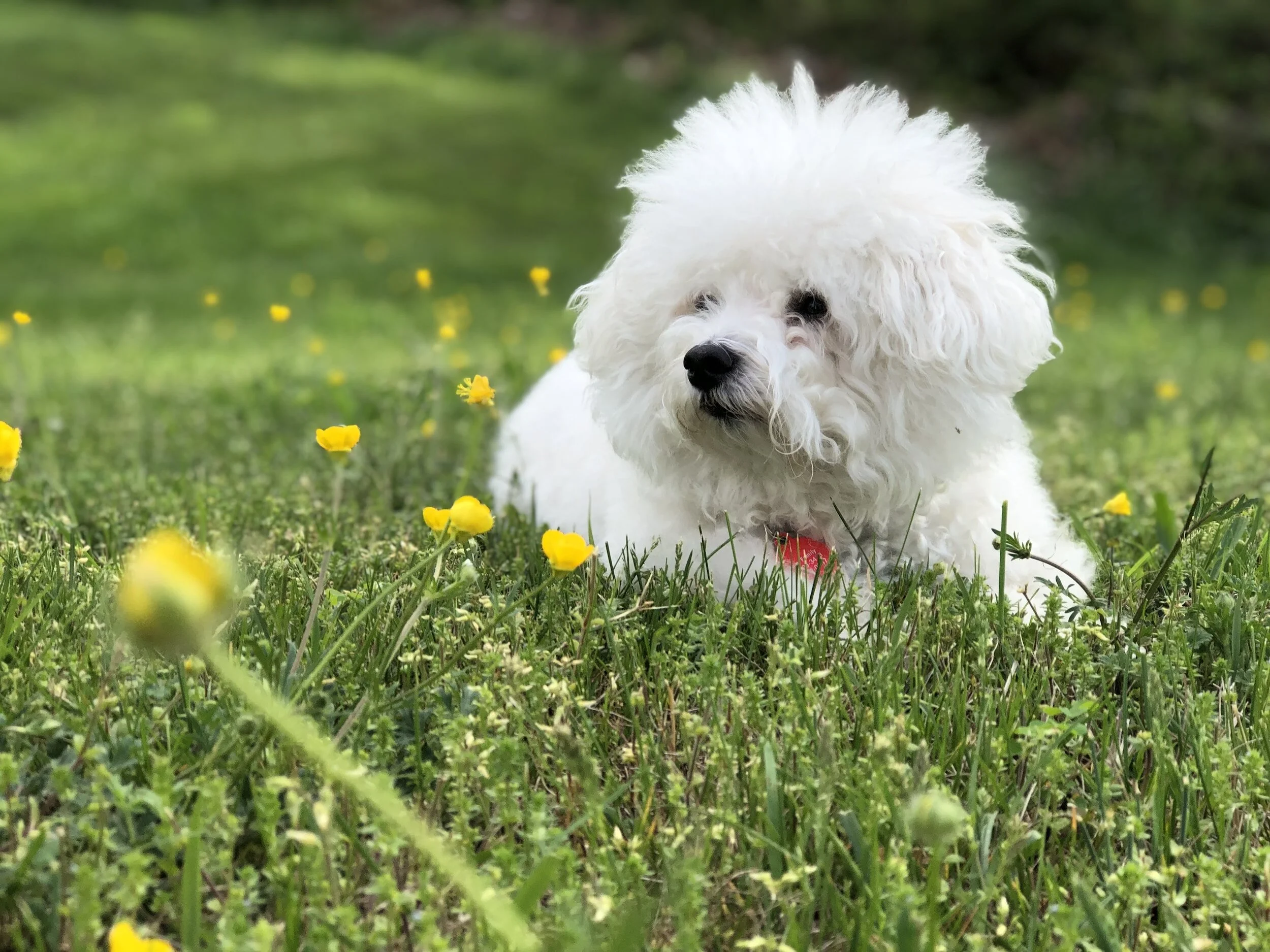 Las Vegas Pet Groomers: Pampering Bichon Frise with Expert Care