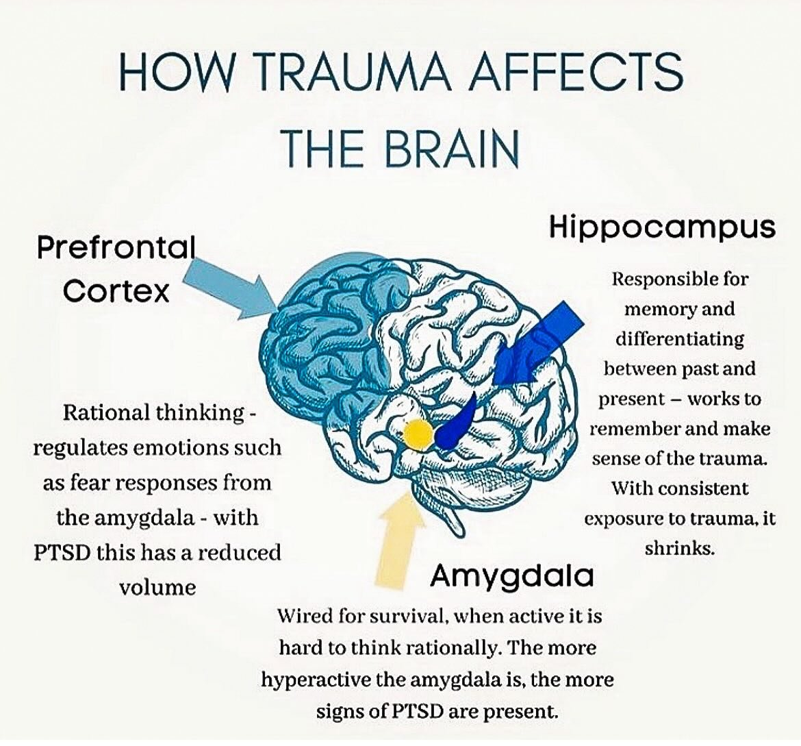Trauma can leave deep imprints on the brain, but here&rsquo;s the good news: our brains have an incredible ability to heal and adapt through neuroplasticity. With the right support and tools, we can reshape our neural pathways, rewrite our stories, a