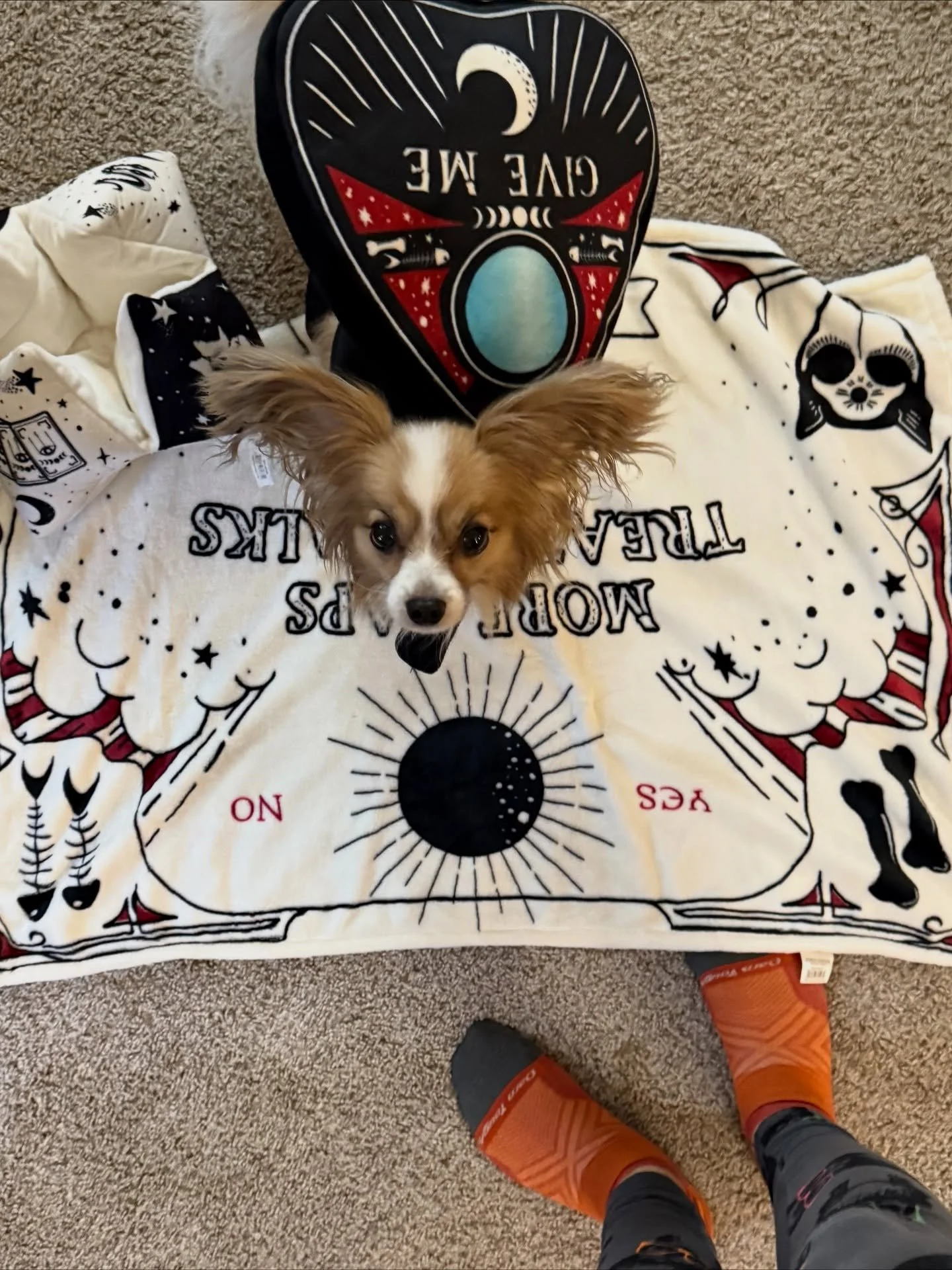 The Spirits speak through Monarque 🔮 His extra big ears help him hear messages from The Beyond 👻