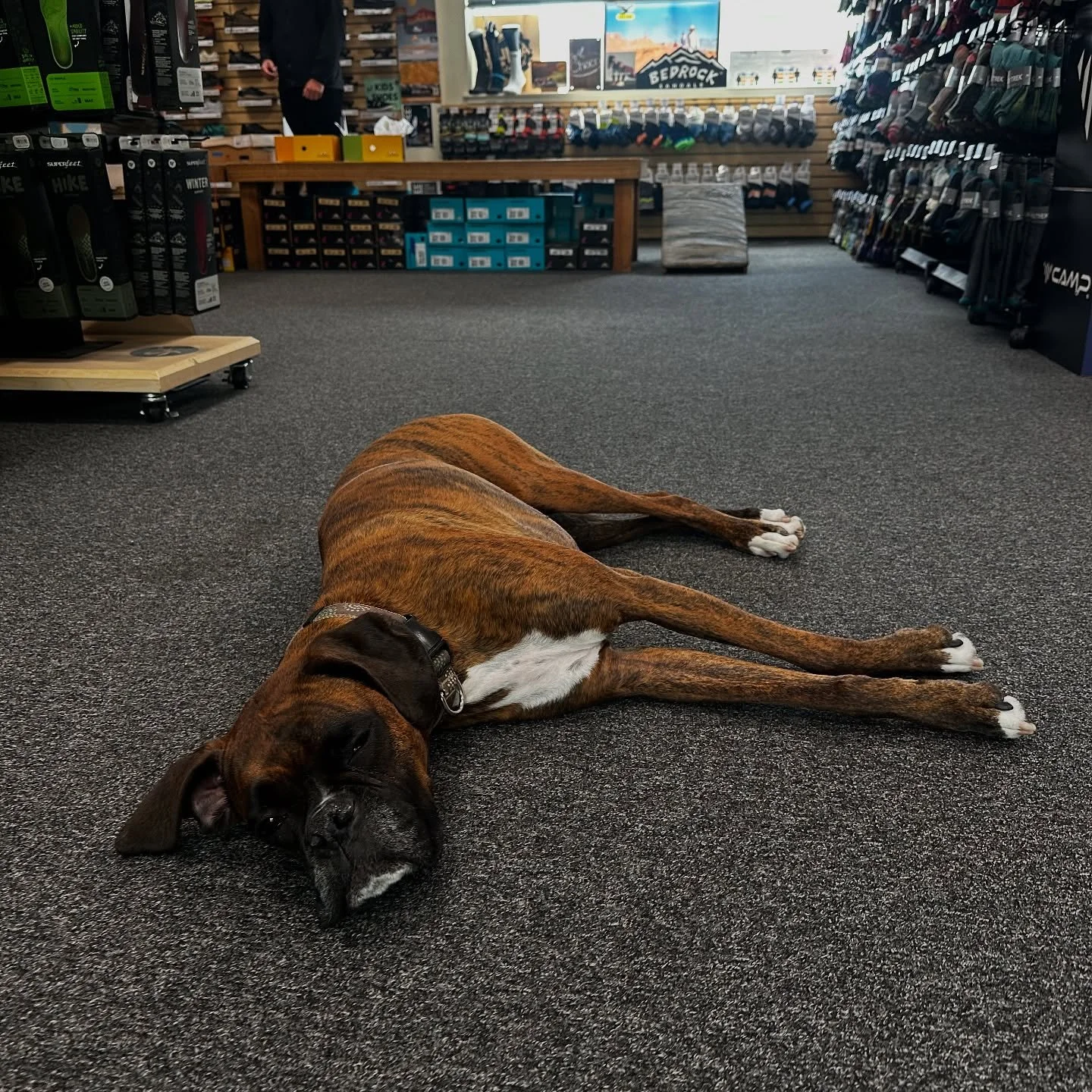 Came for @ascent.outdoors 25% off sale, stayed for the dogs