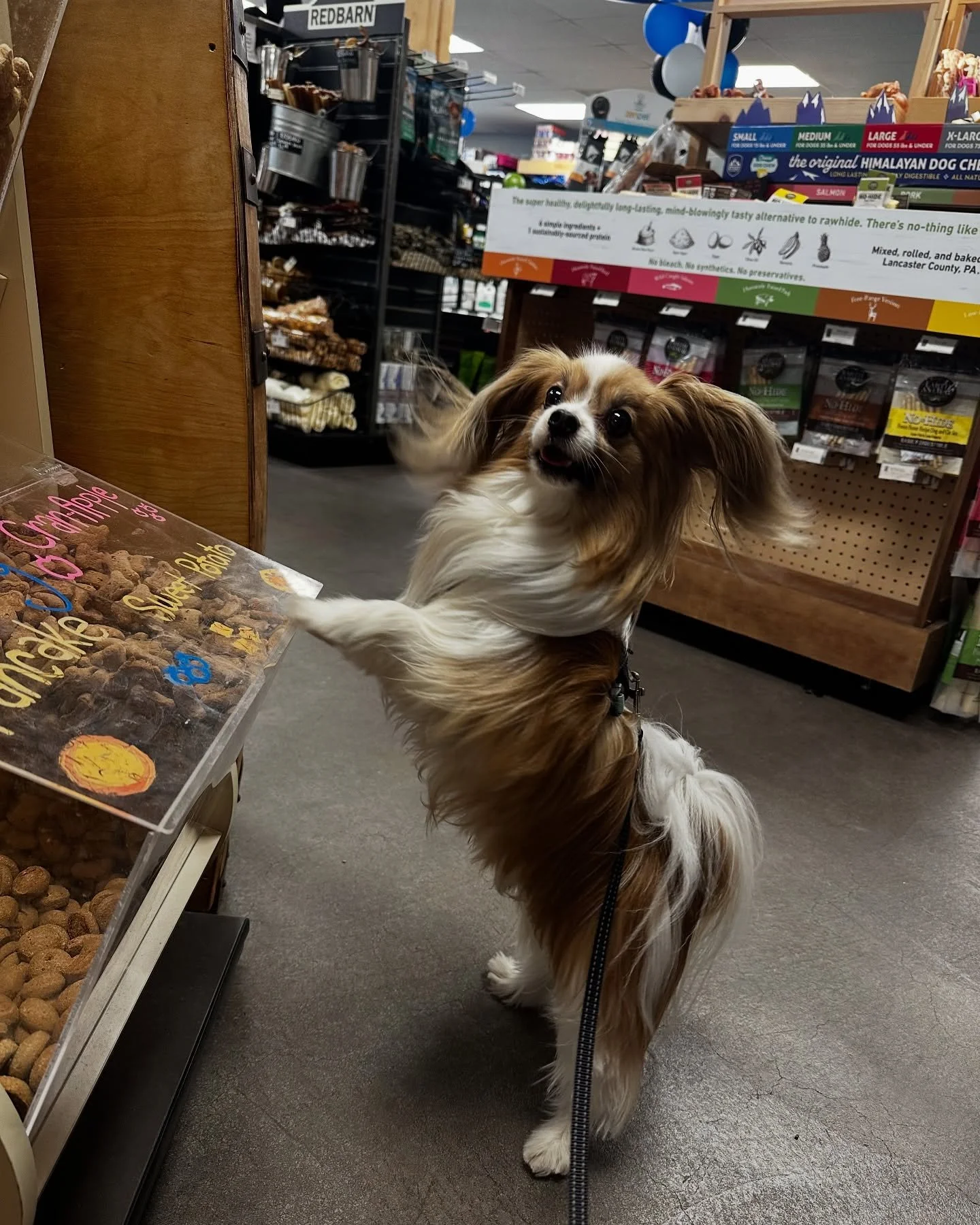 Monarque having a blast at the @petplacemarket anniversary pawty 🎉