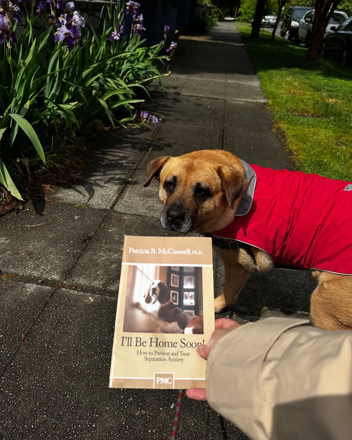 Penny found us a book from our favorite author on our walk to @wally.pets.wallingford 😍#littlefreelibrary