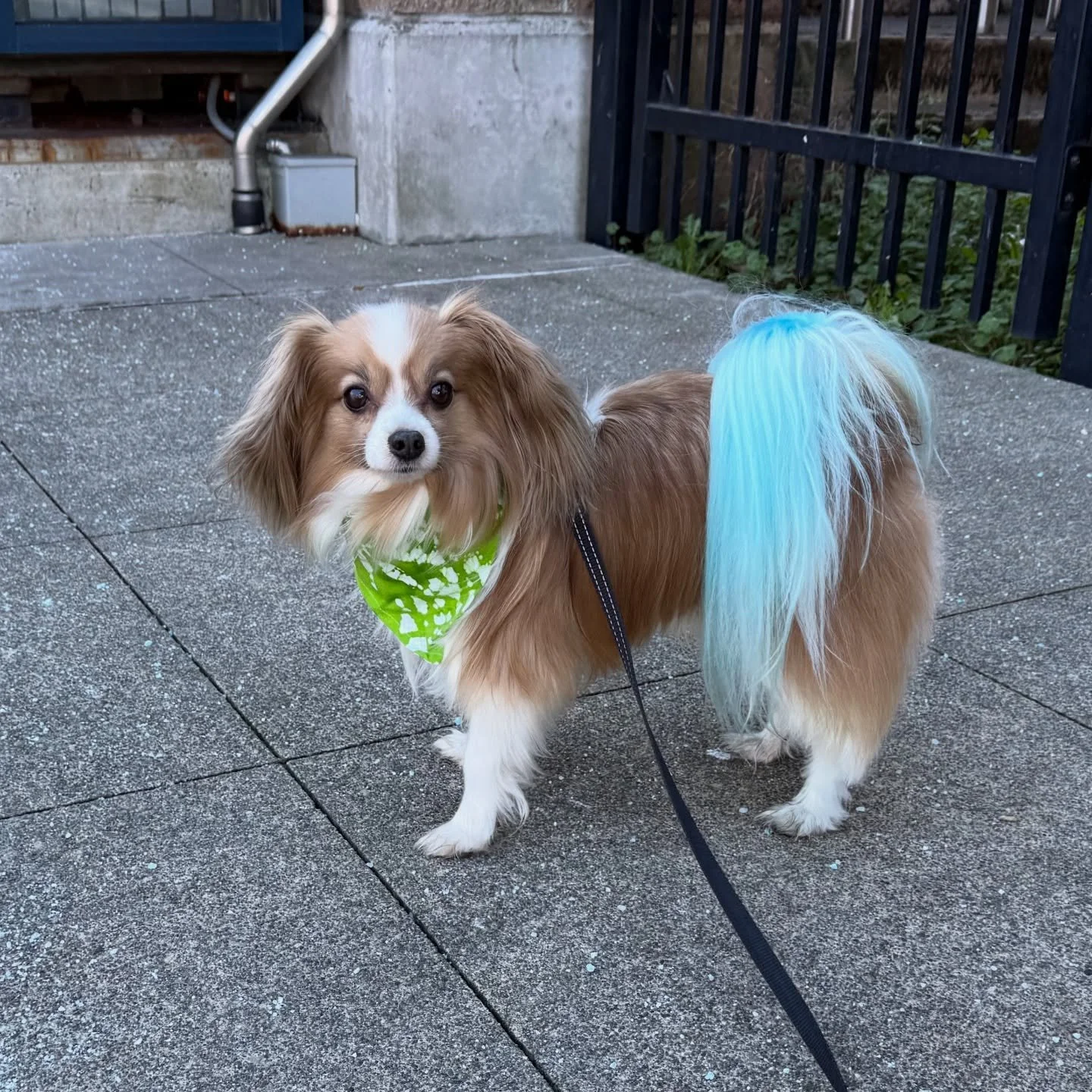 Monarque is actually the loudest fan 🗣️1️⃣2️⃣ Colorfully cheering on the Hawks 💚💙 
#opawzpetcolor #seattleseahawks