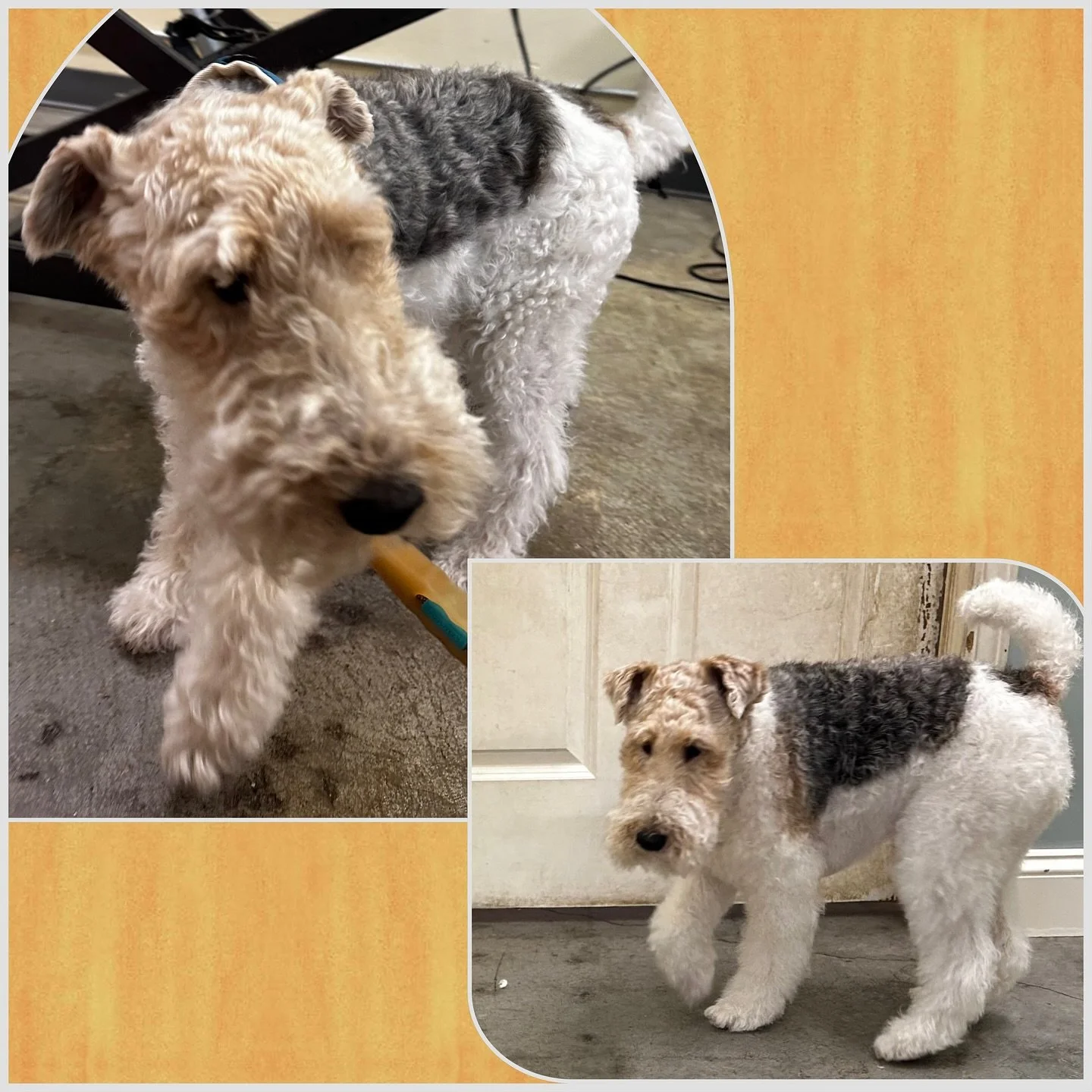 Archie the Wire Fox Terrier getting a little strip &amp; clip 🐕🤏 Literally the best dog at getting handstripped 🤣