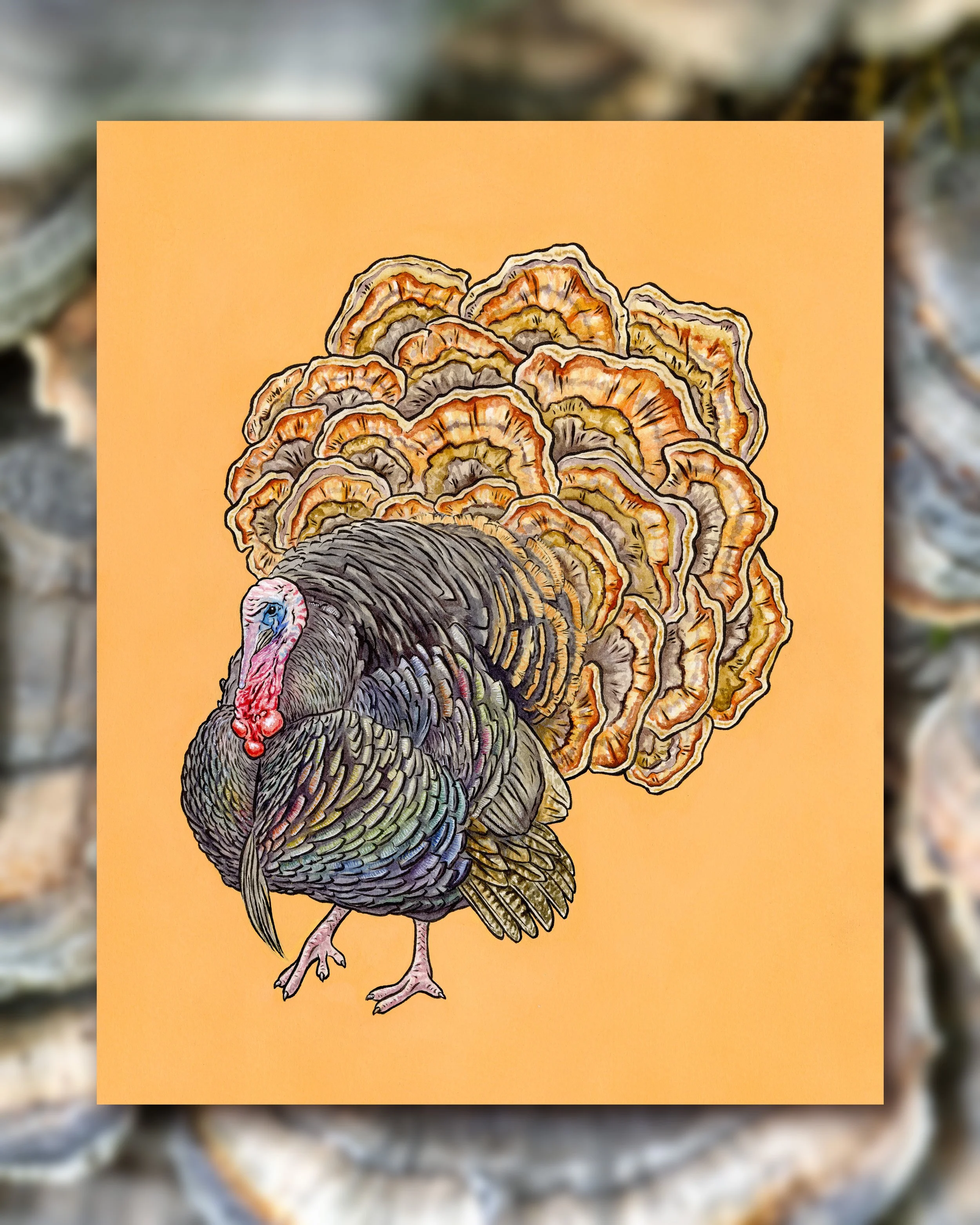 Turkey-Tail.jpg