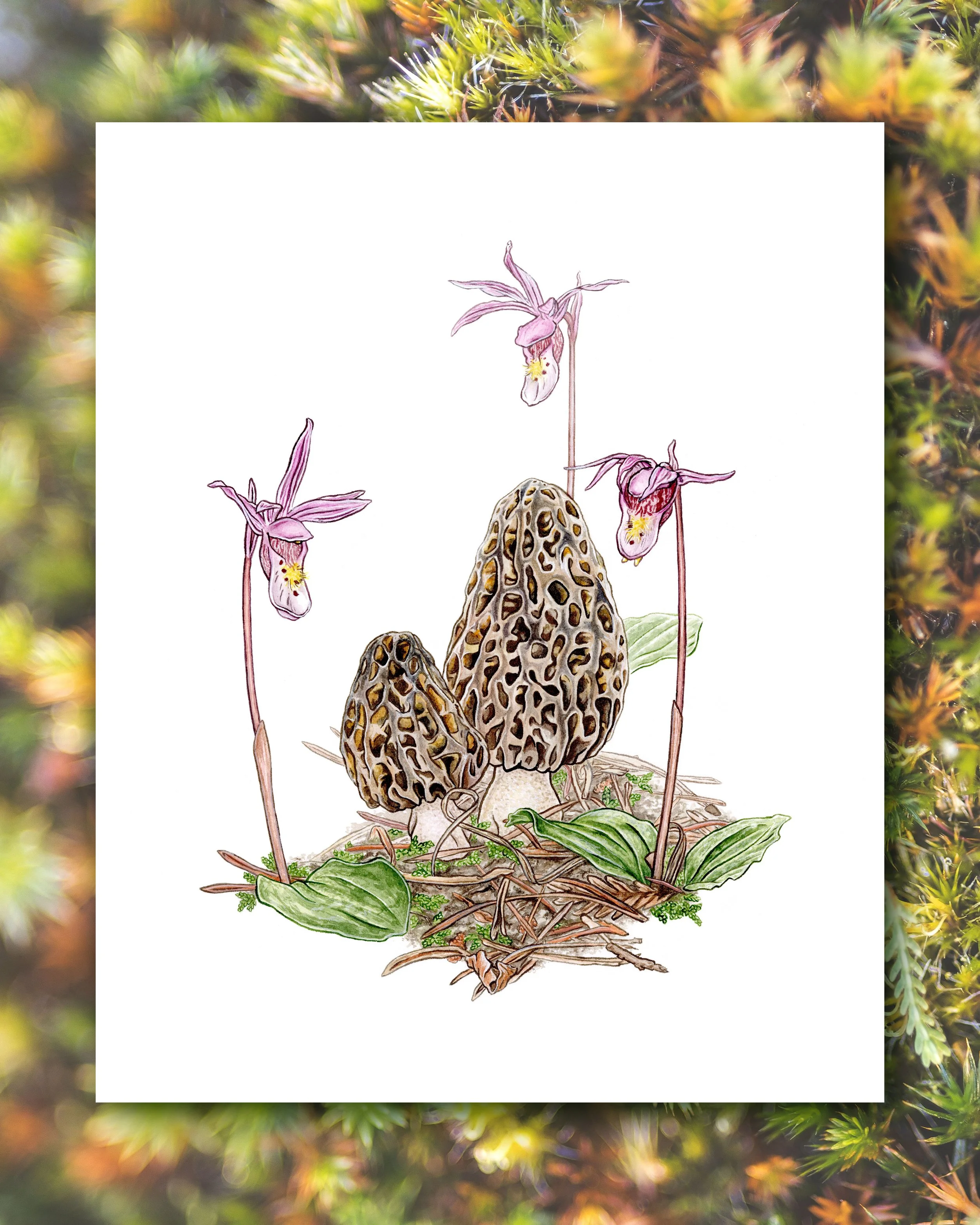 Black-Morels-and-Calypso-Orchids.jpg